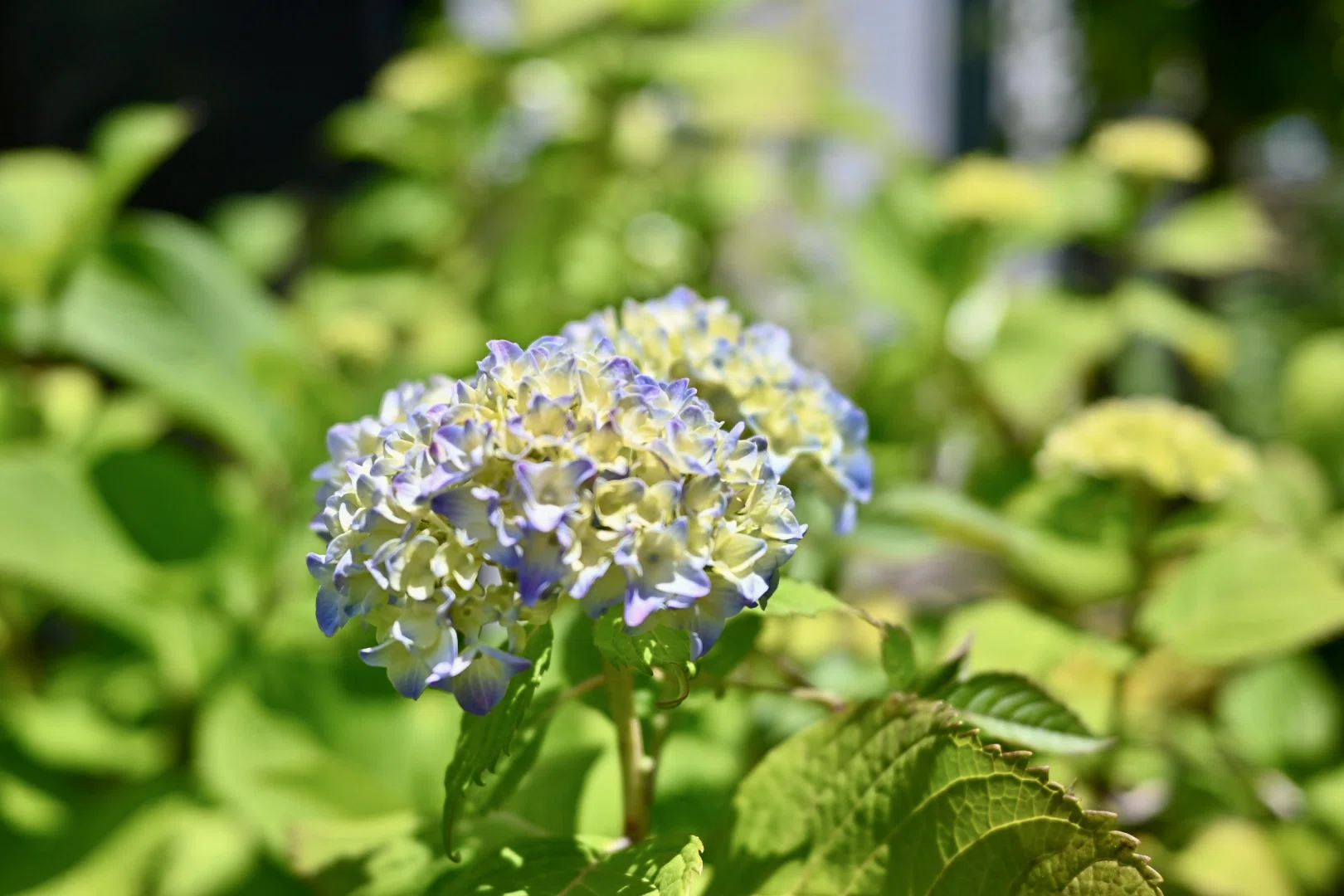 紫陽花が咲き始めました｜SuzukenSambar
