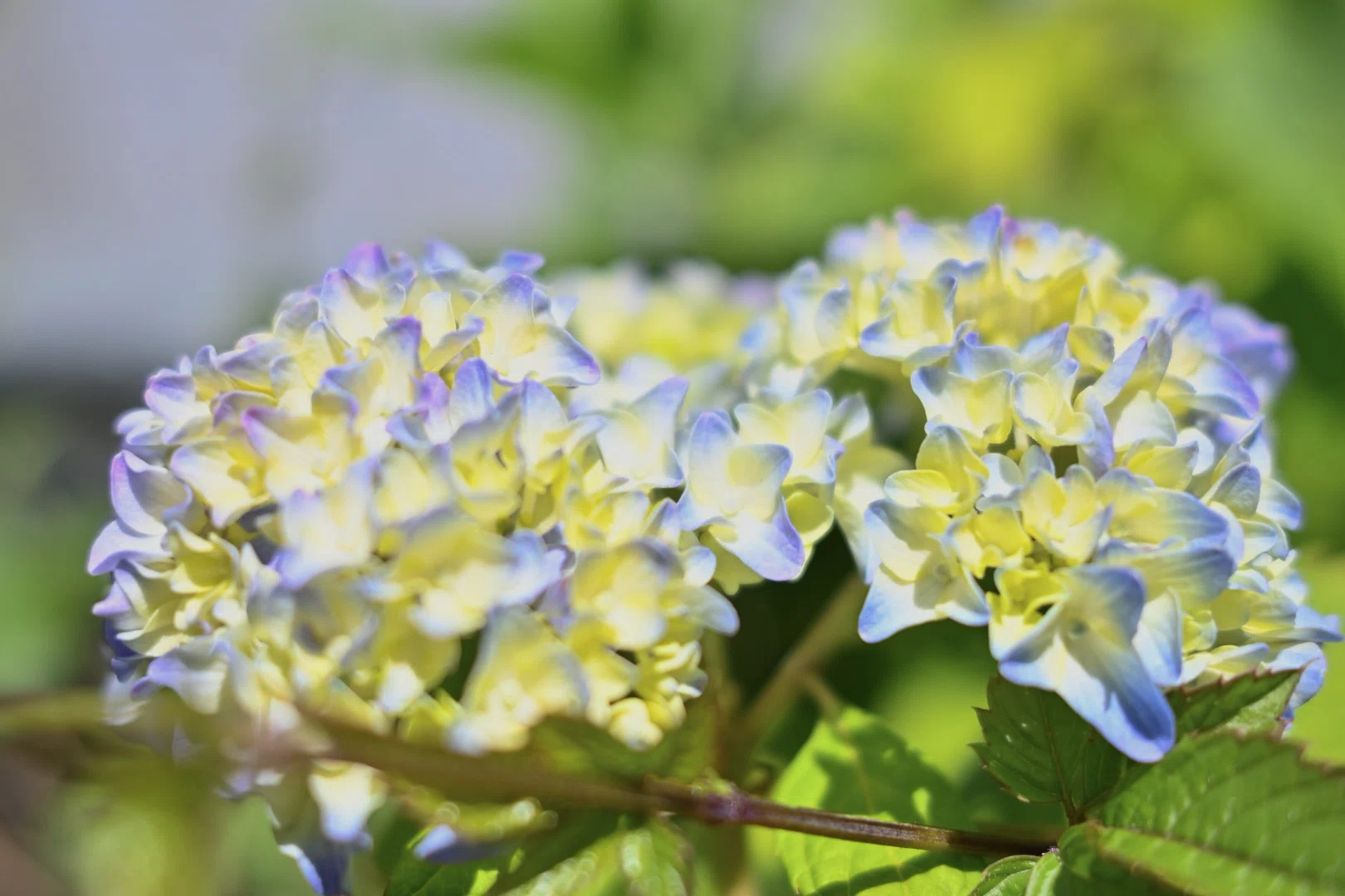 紫陽花が咲き始めました｜SuzukenSambar