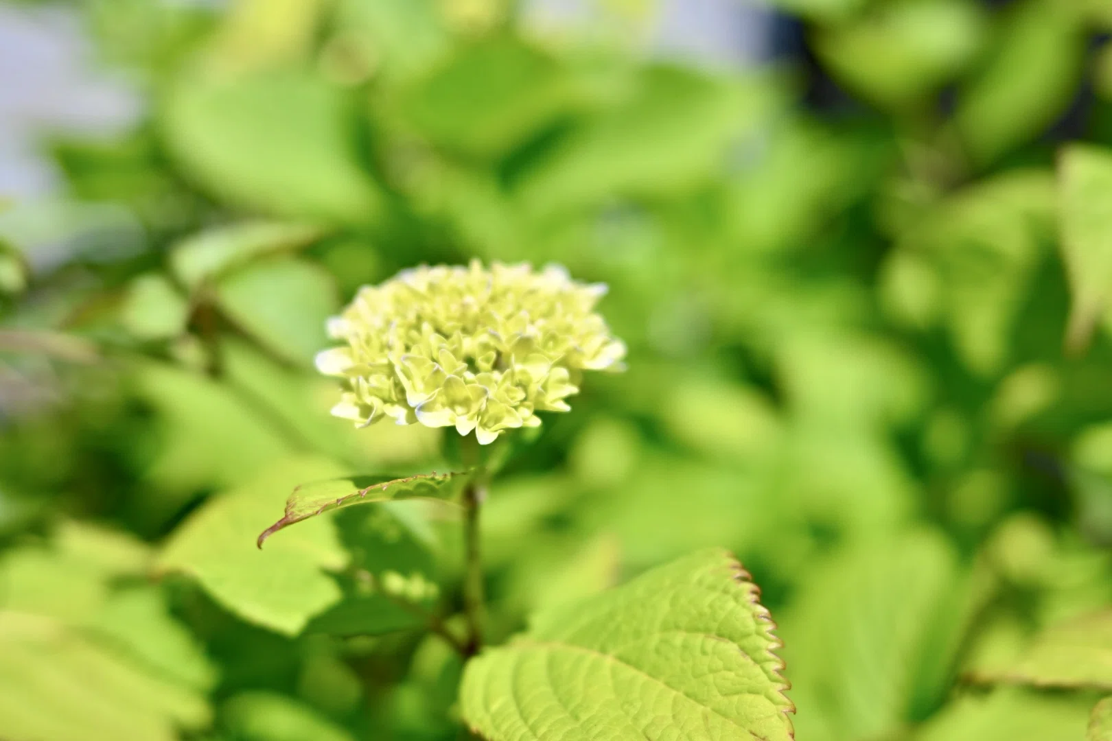 紫陽花が咲き始めました｜SuzukenSambar