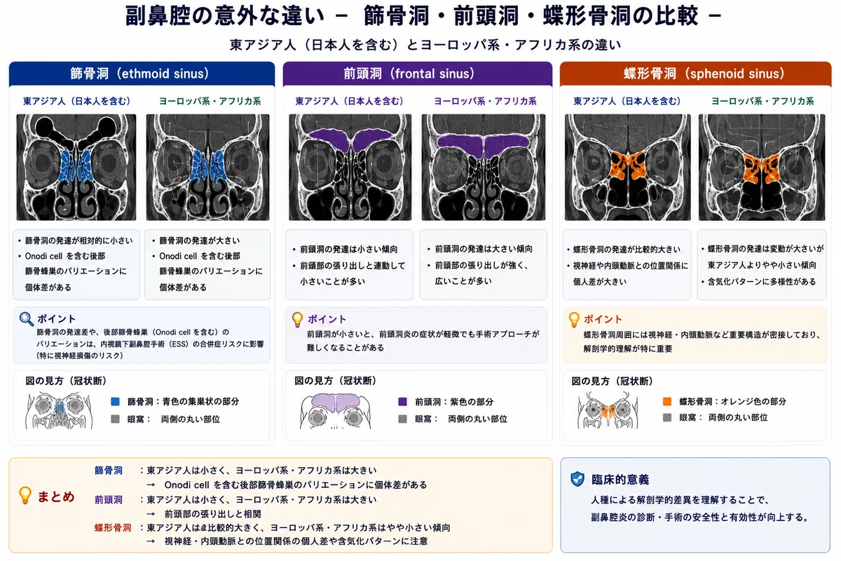 日本人の顔と外国人の顔ー耳鼻咽喉科医としての視点から考えてみたー｜よしなが