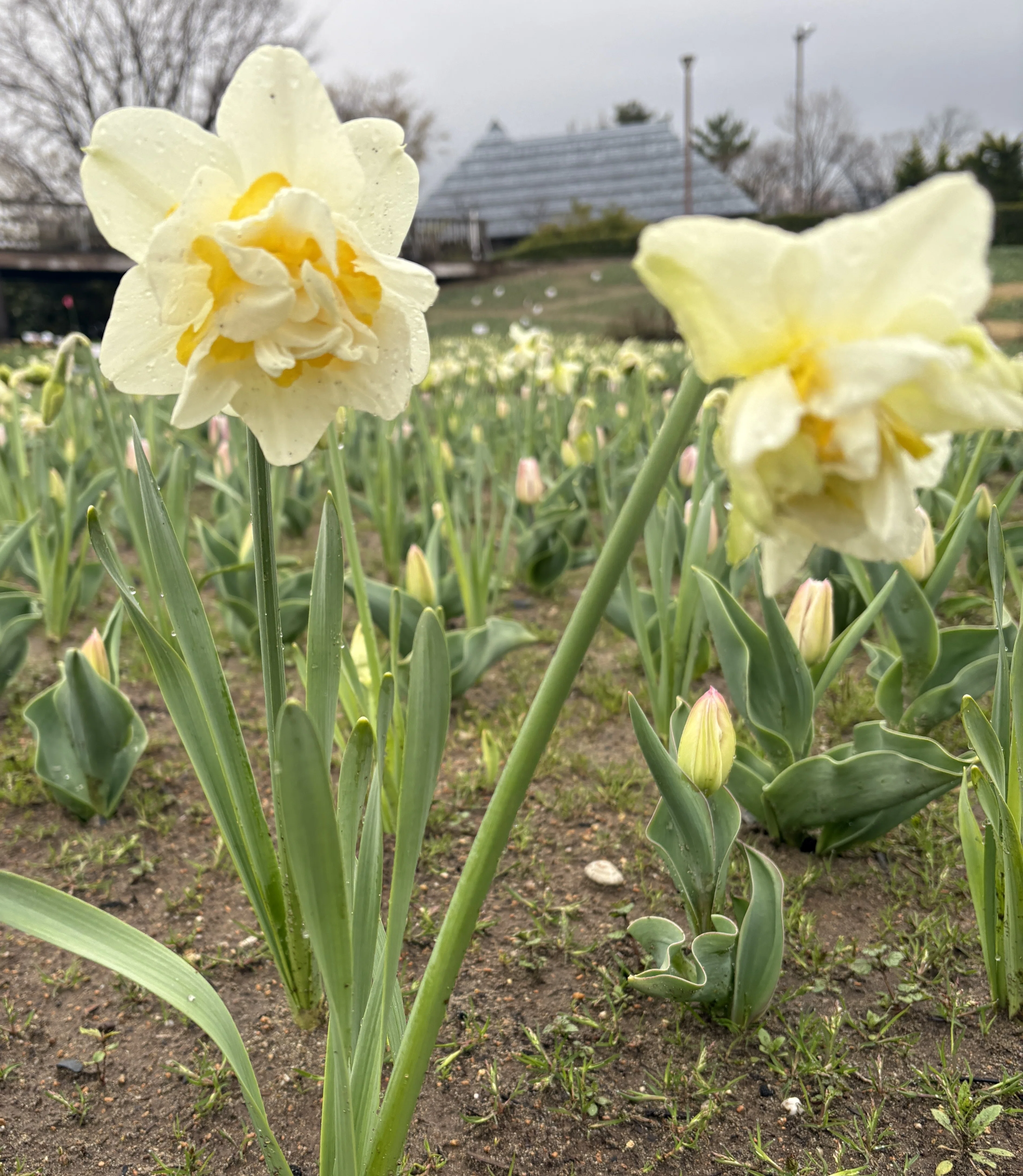 花が終わってだらしなく 伸びた水仙（スイセン）の葉っぱの処理｜ゴン