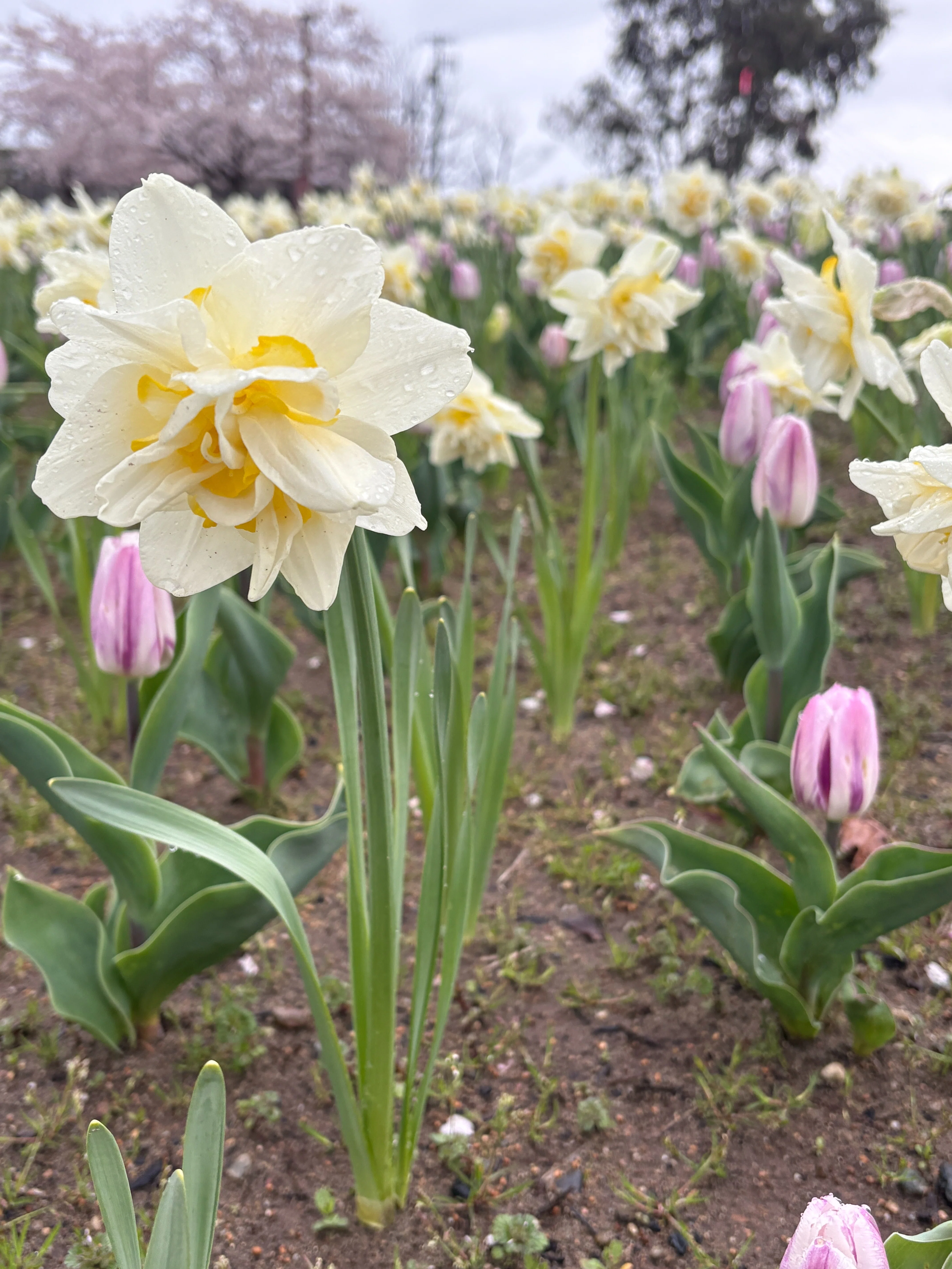 花が終わってだらしなく 伸びた水仙（スイセン）の葉っぱの処理｜ゴン