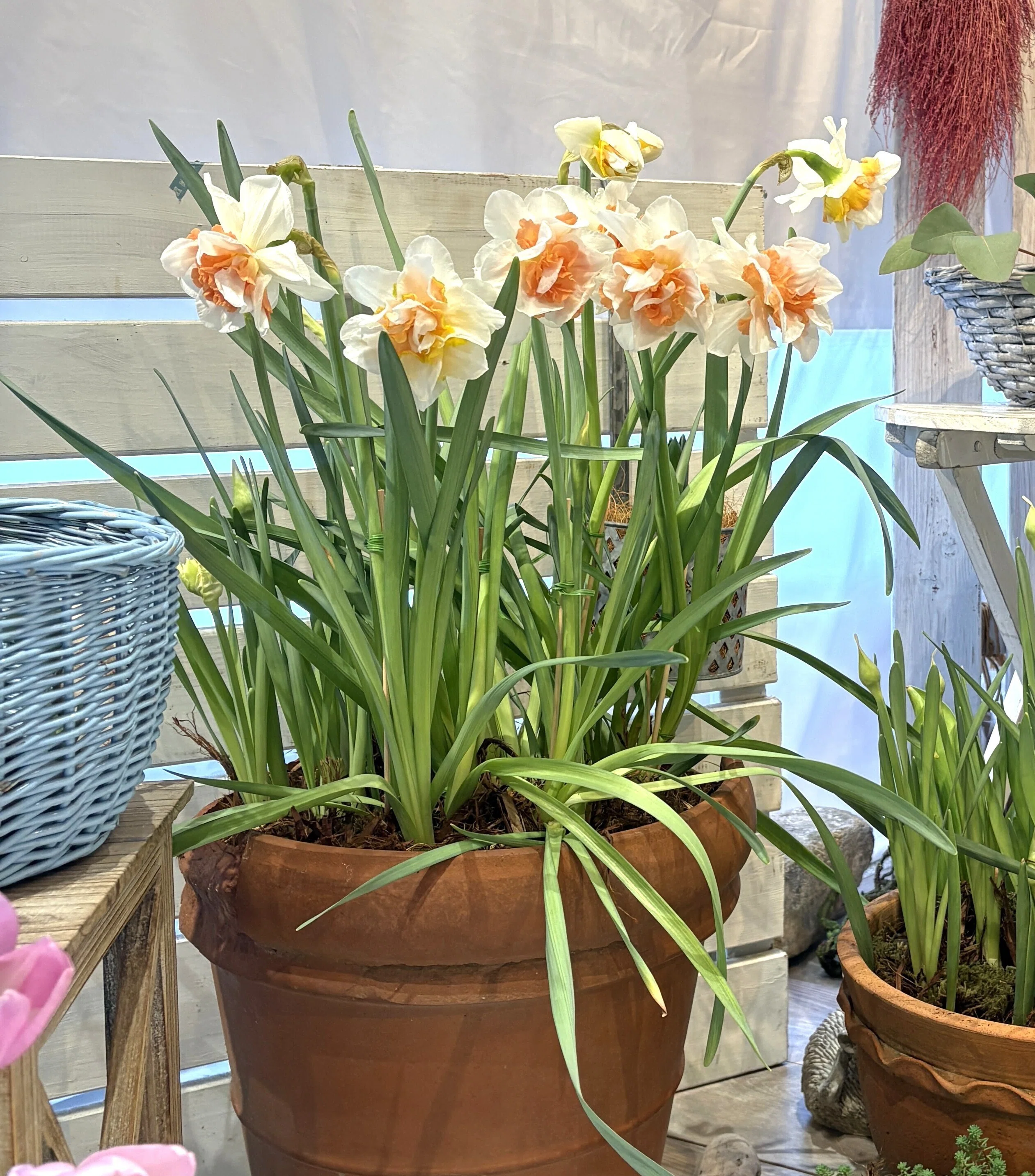 花が終わってだらしなく 伸びた水仙（スイセン）の葉っぱの処理｜ゴン