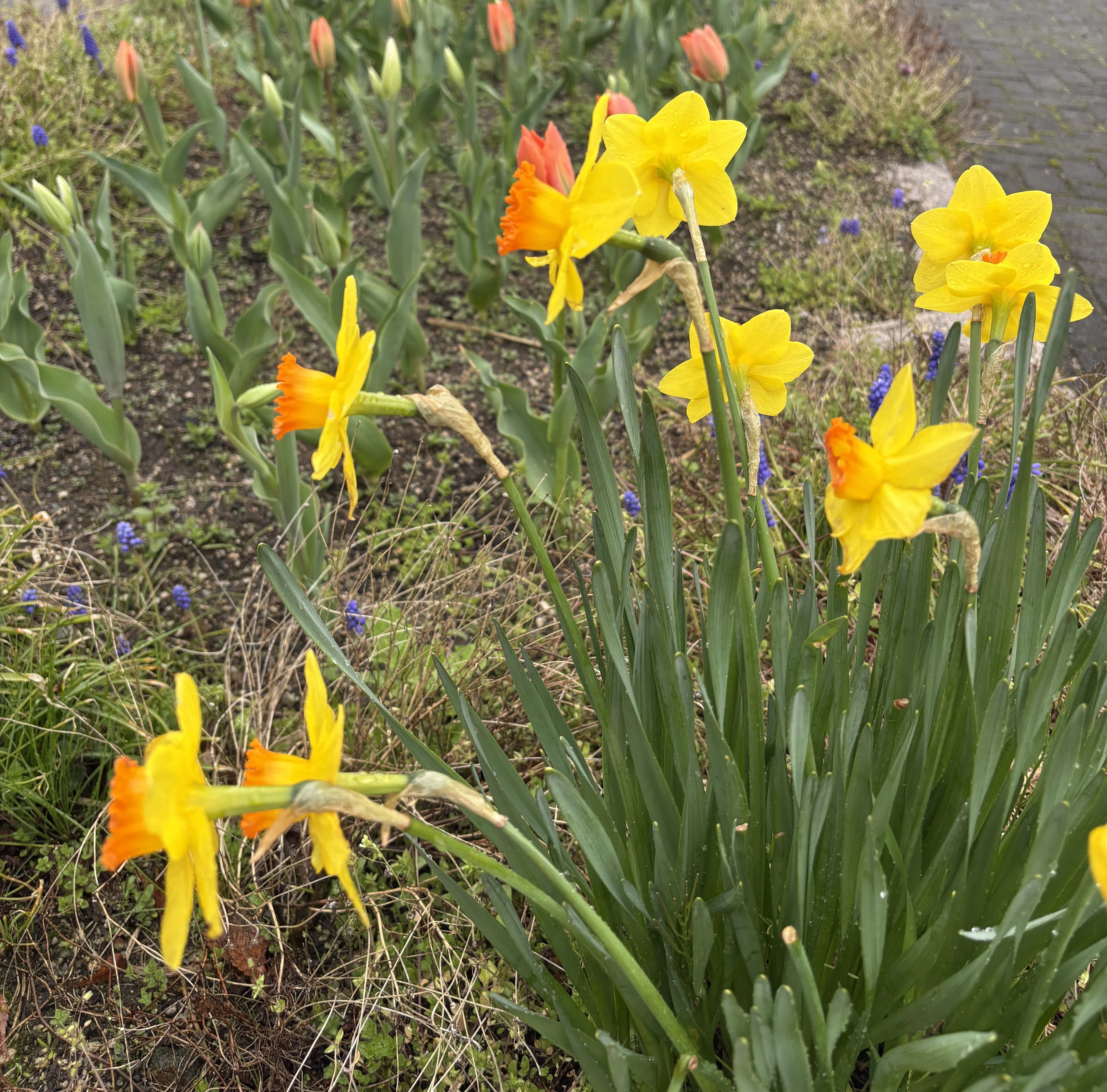 すいせんの図の根付け 花が終わってだらしなく 伸びた水仙（スイセン）の葉っぱの処理｜ゴン