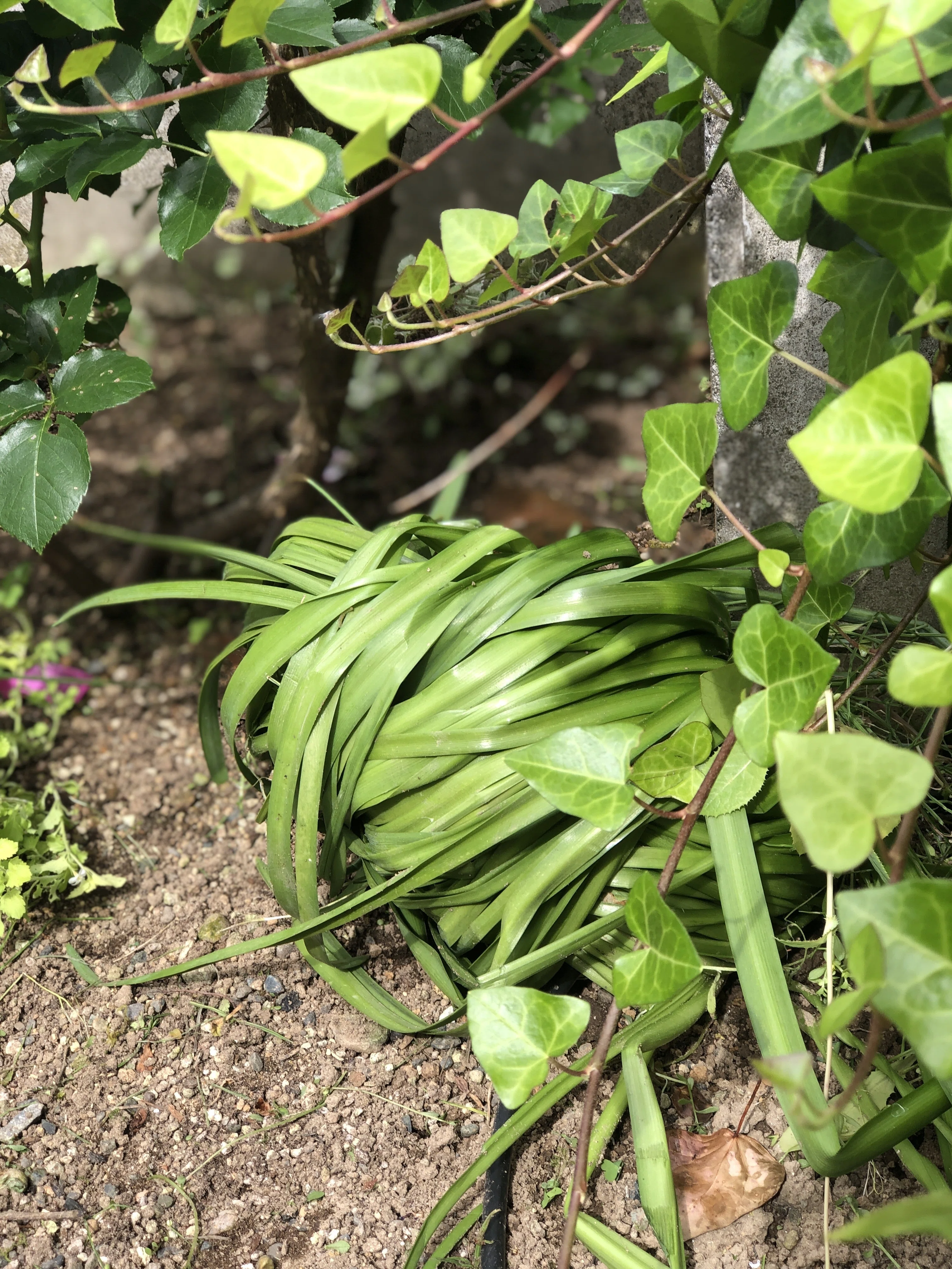 花が終わってだらしなく 伸びた水仙（スイセン）の葉っぱの処理｜ゴン
