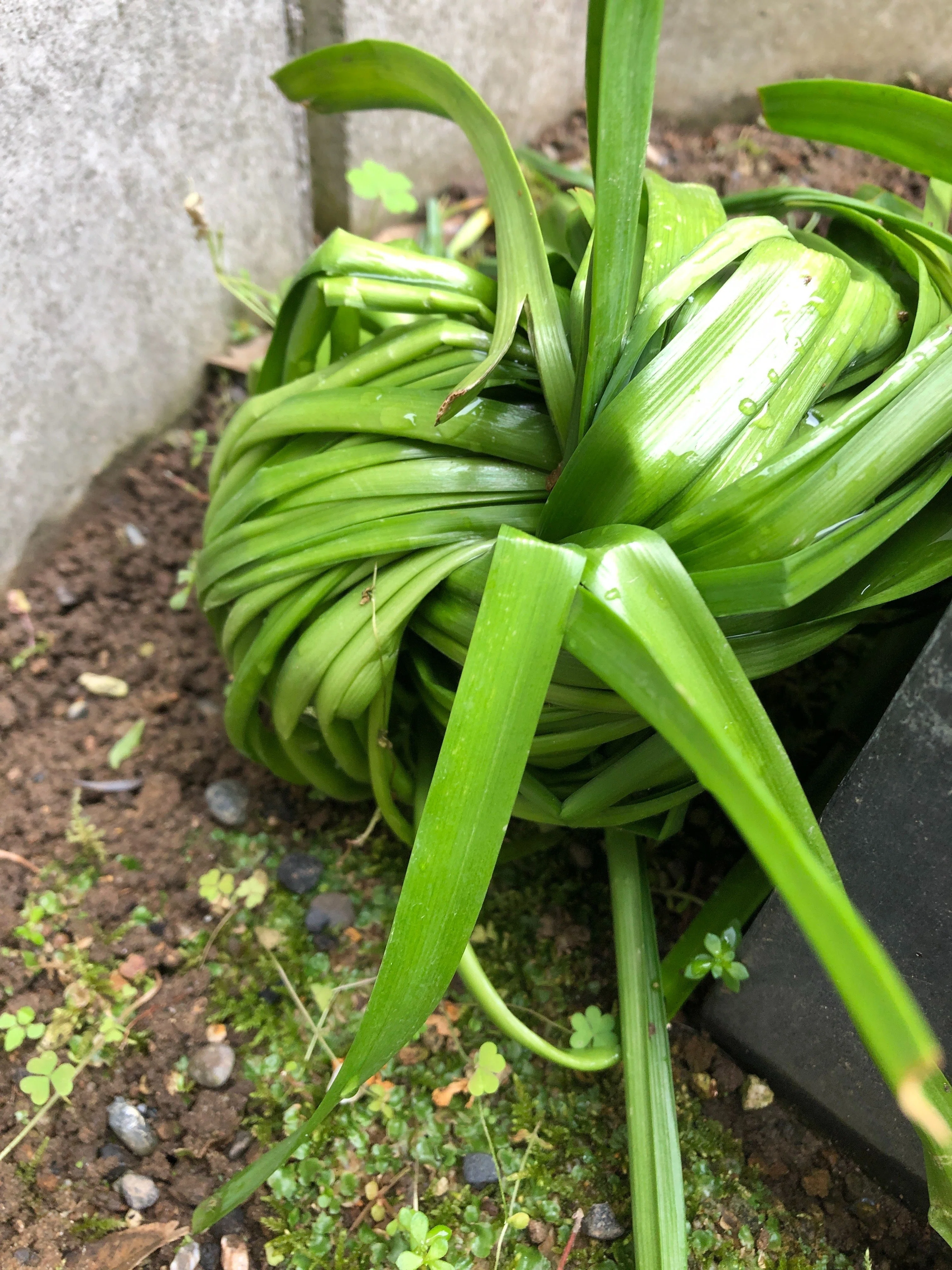 すいせんの図の根付け 花が終わってだらしなく 伸びた水仙（スイセン）の葉っぱの処理｜ゴン
