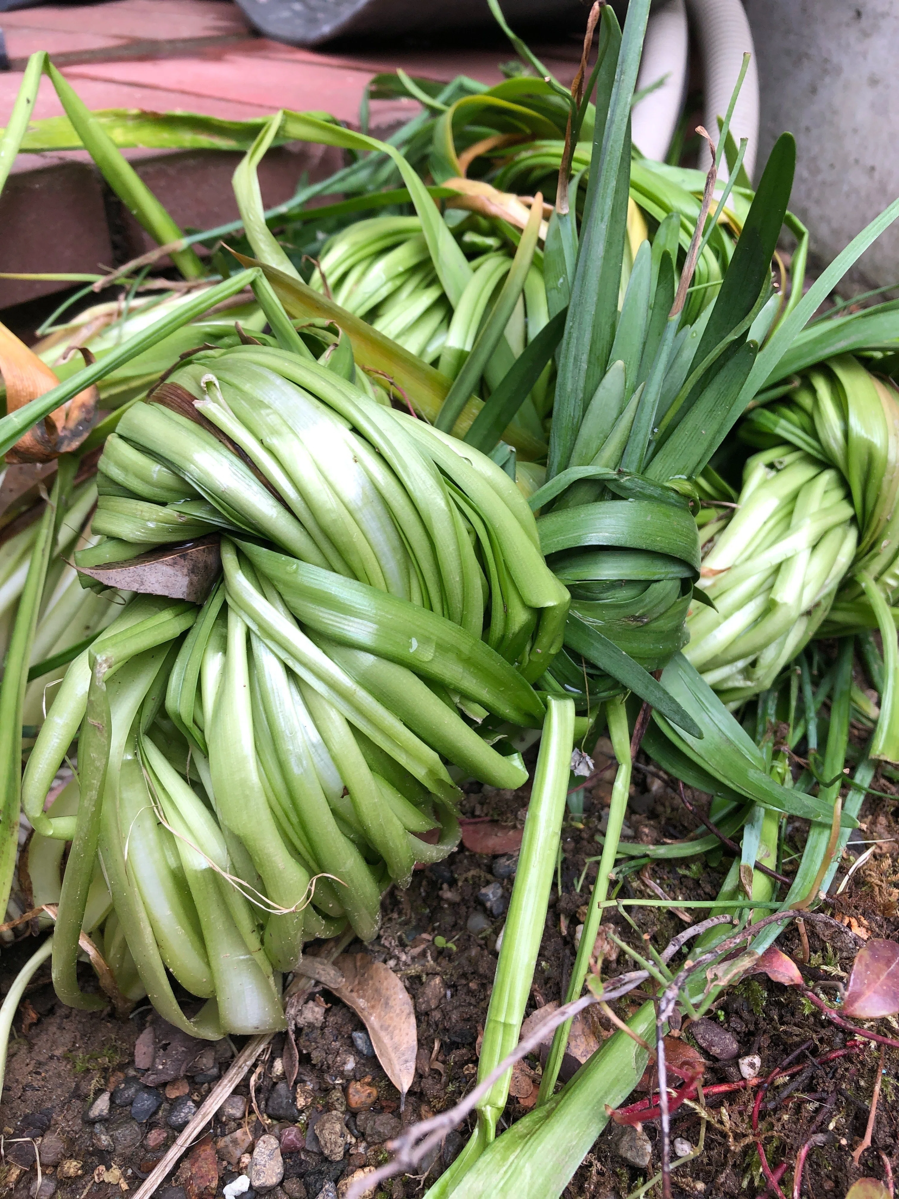 花が終わってだらしなく 伸びた水仙（スイセン）の葉っぱの処理｜ゴン