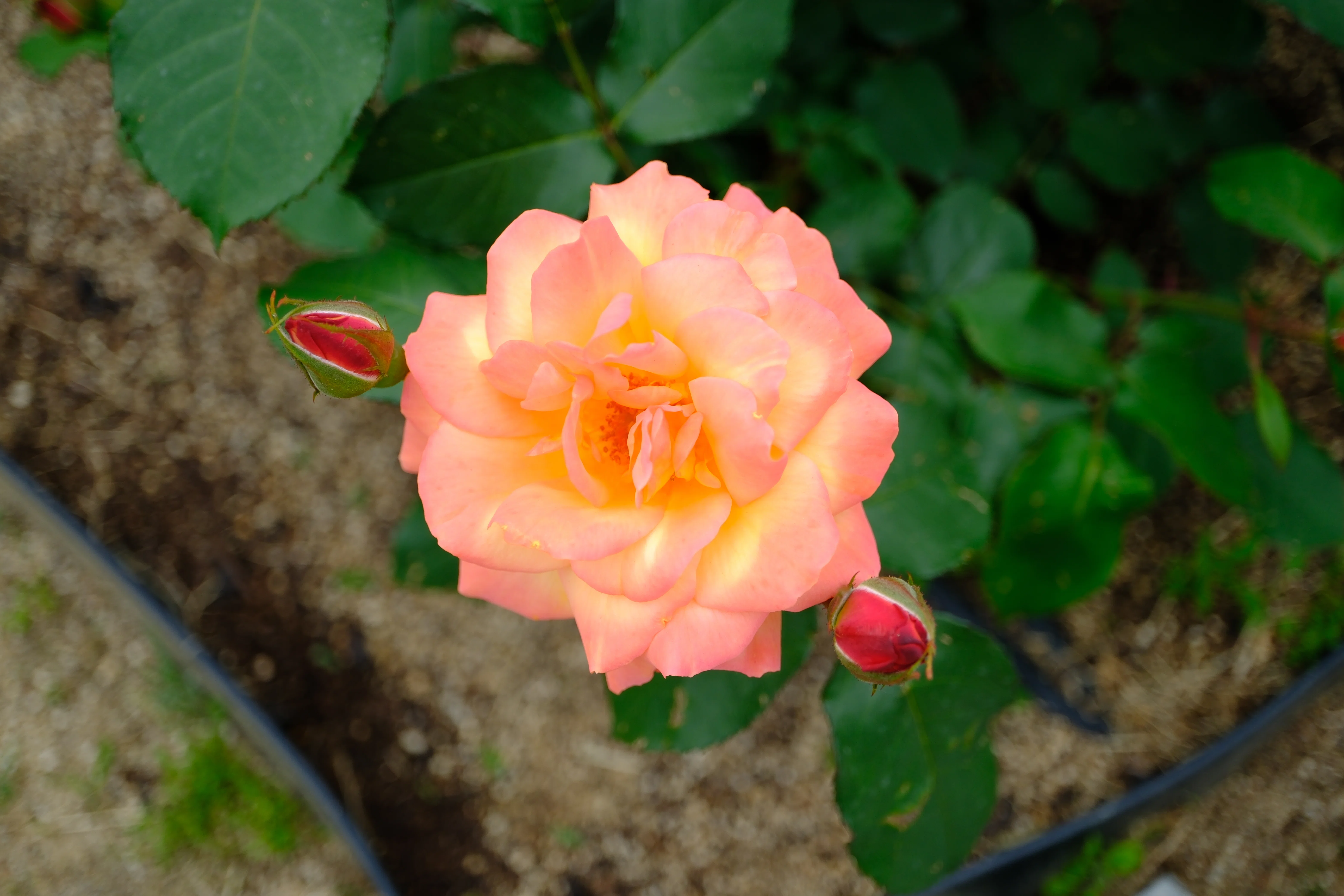 📷X-T30III × 🌹中之島バラ園 ｜ 🇧🇪スーヴニール・ドゥ・アンネ