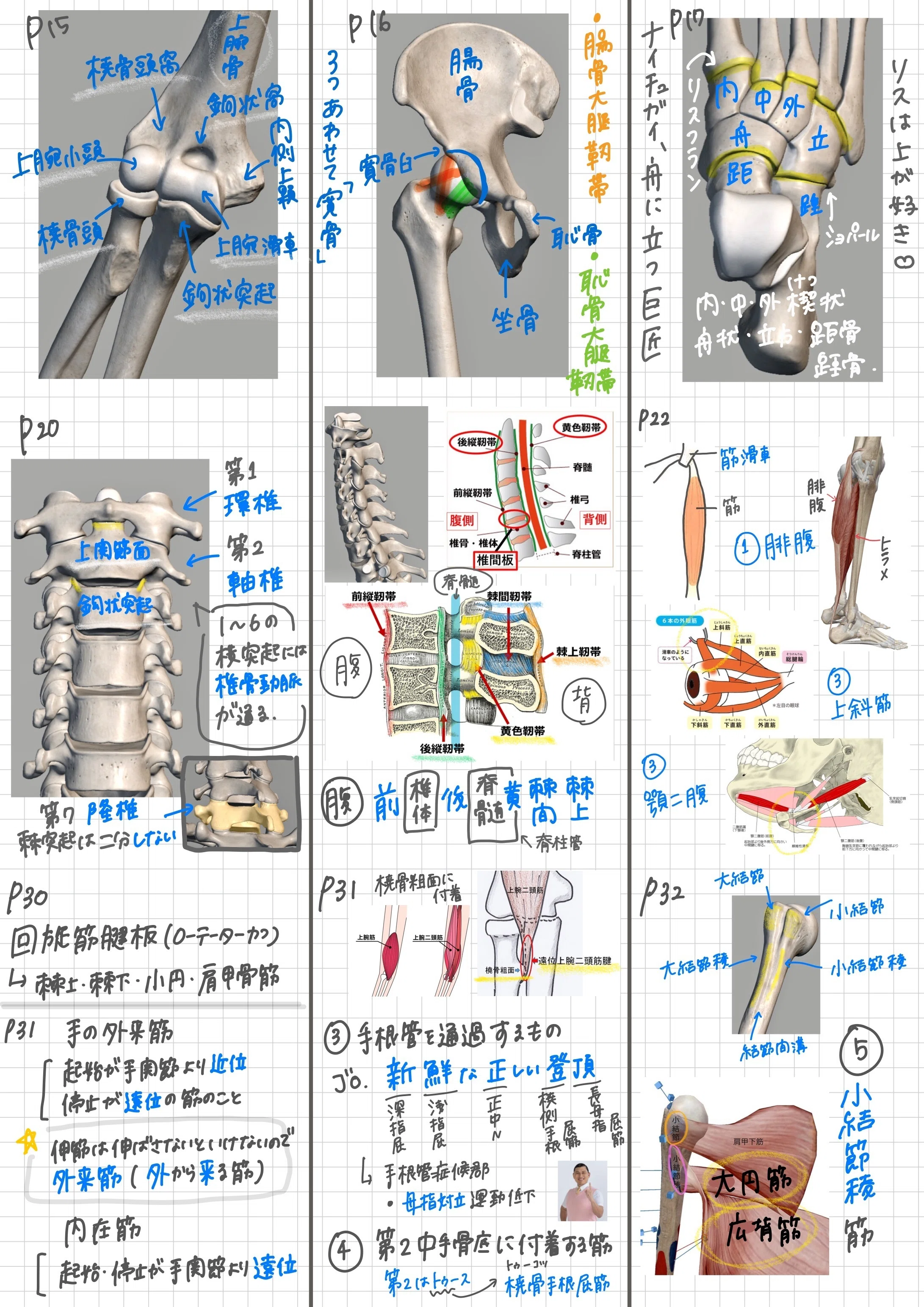 🌸 作業療法士 国家試験対策ノート公開 🌸｜ほのり