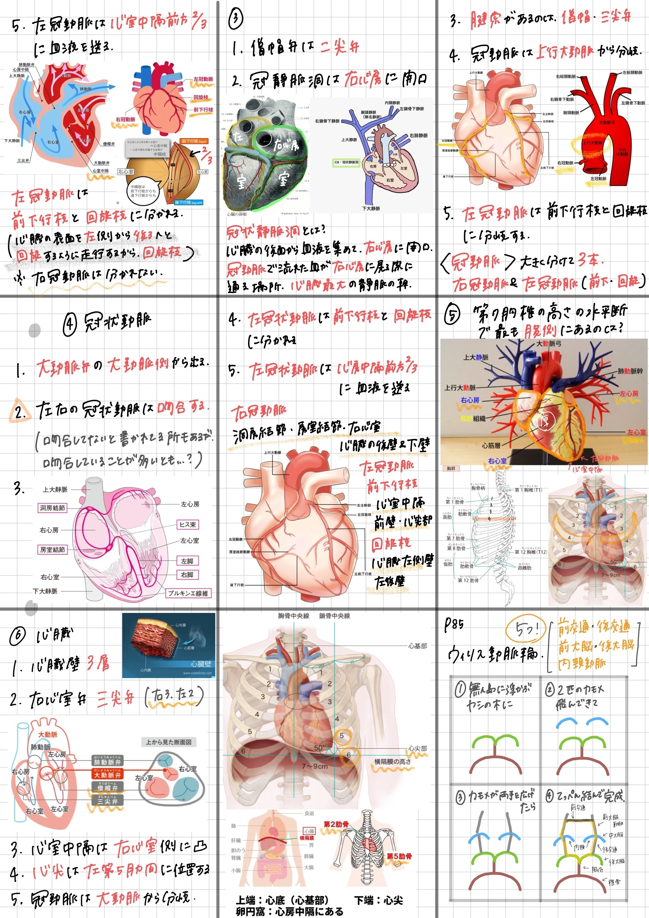 🌸 作業療法士 国家試験対策ノート公開 🌸｜ほのり