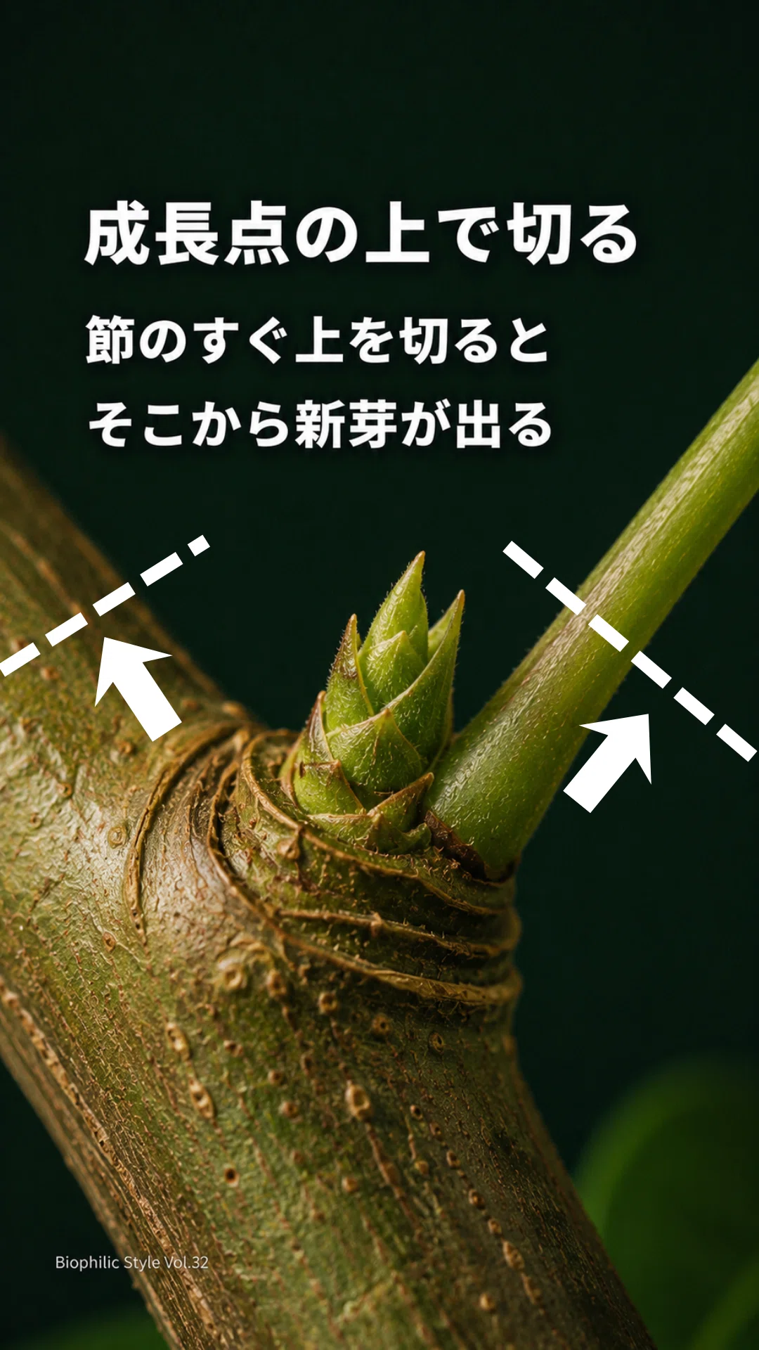 パキラを放置すると、どうなるの?剪定と挿し木で長くきれいに育てる方法|Biophilic Style