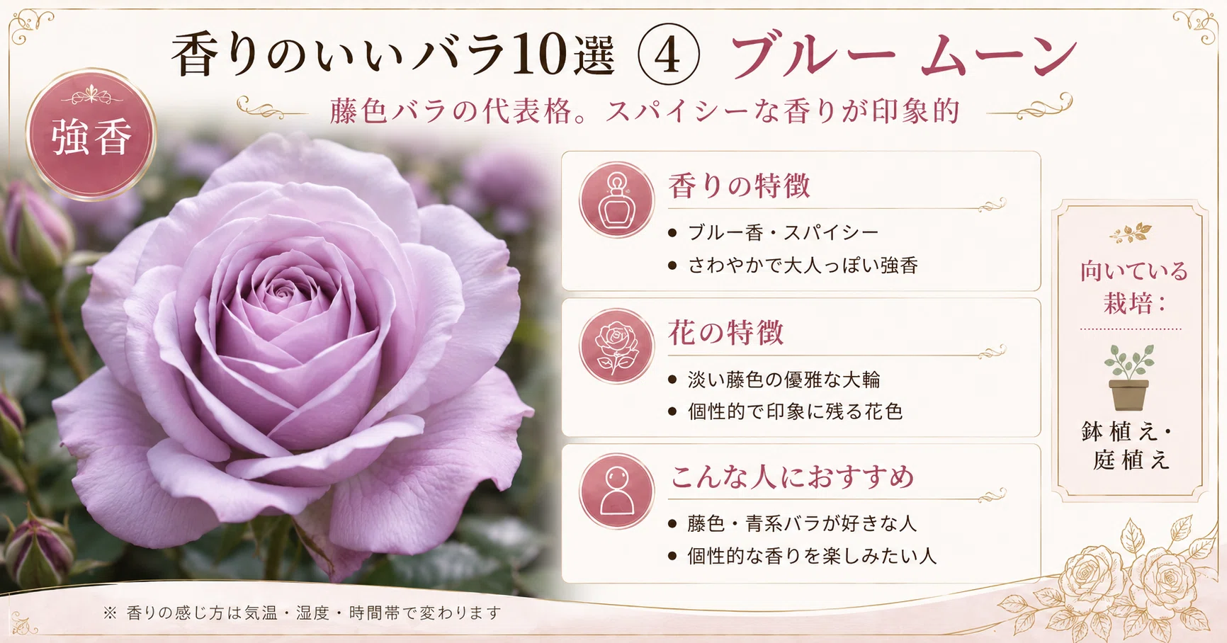 バラ園やホームセンターでよく見る、代表的な香りのいいバラ10選