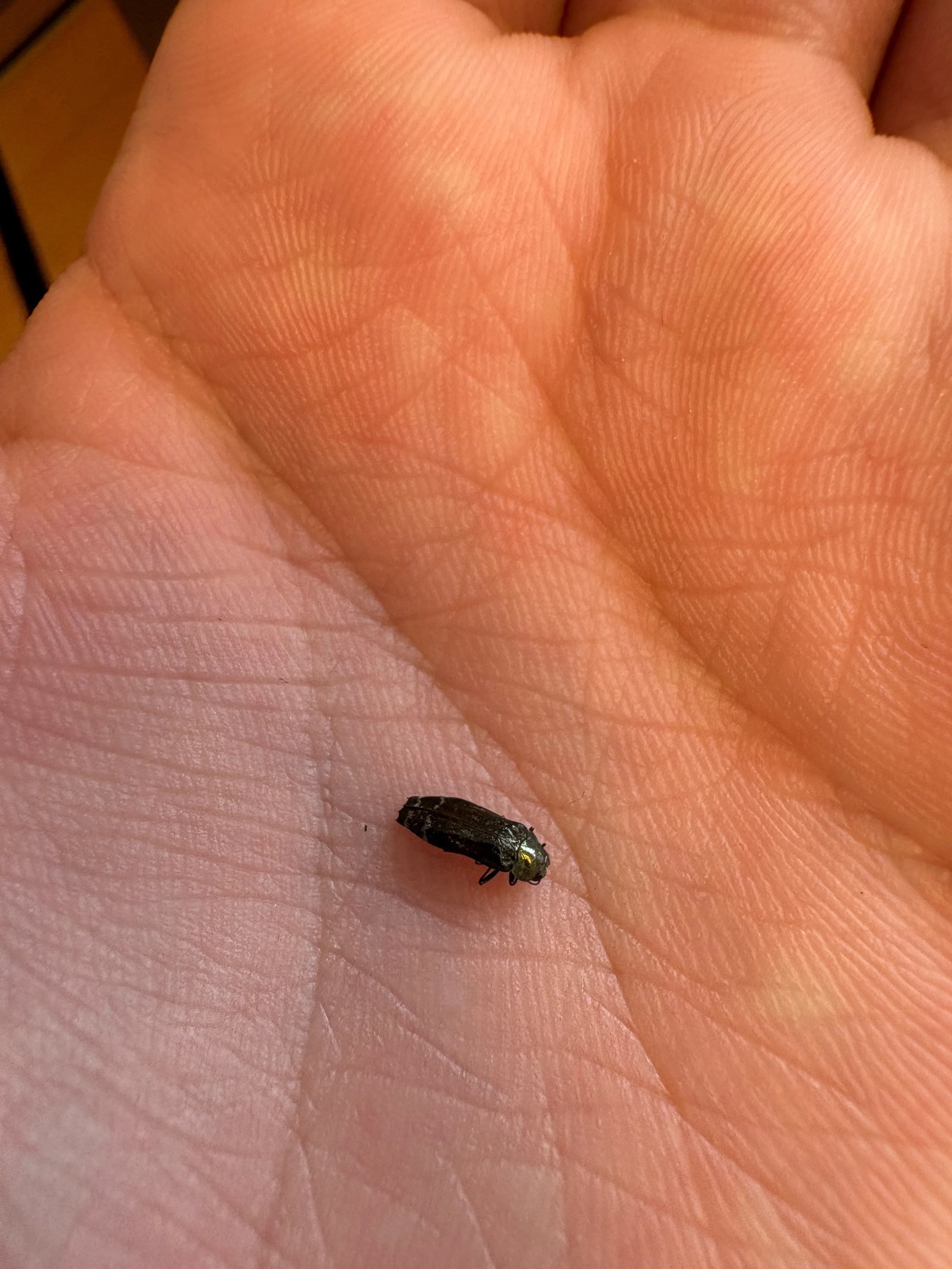 甲虫の取り方図鑑。①クワガタ、コガネムシ、オサムシ、ゴミムシ
