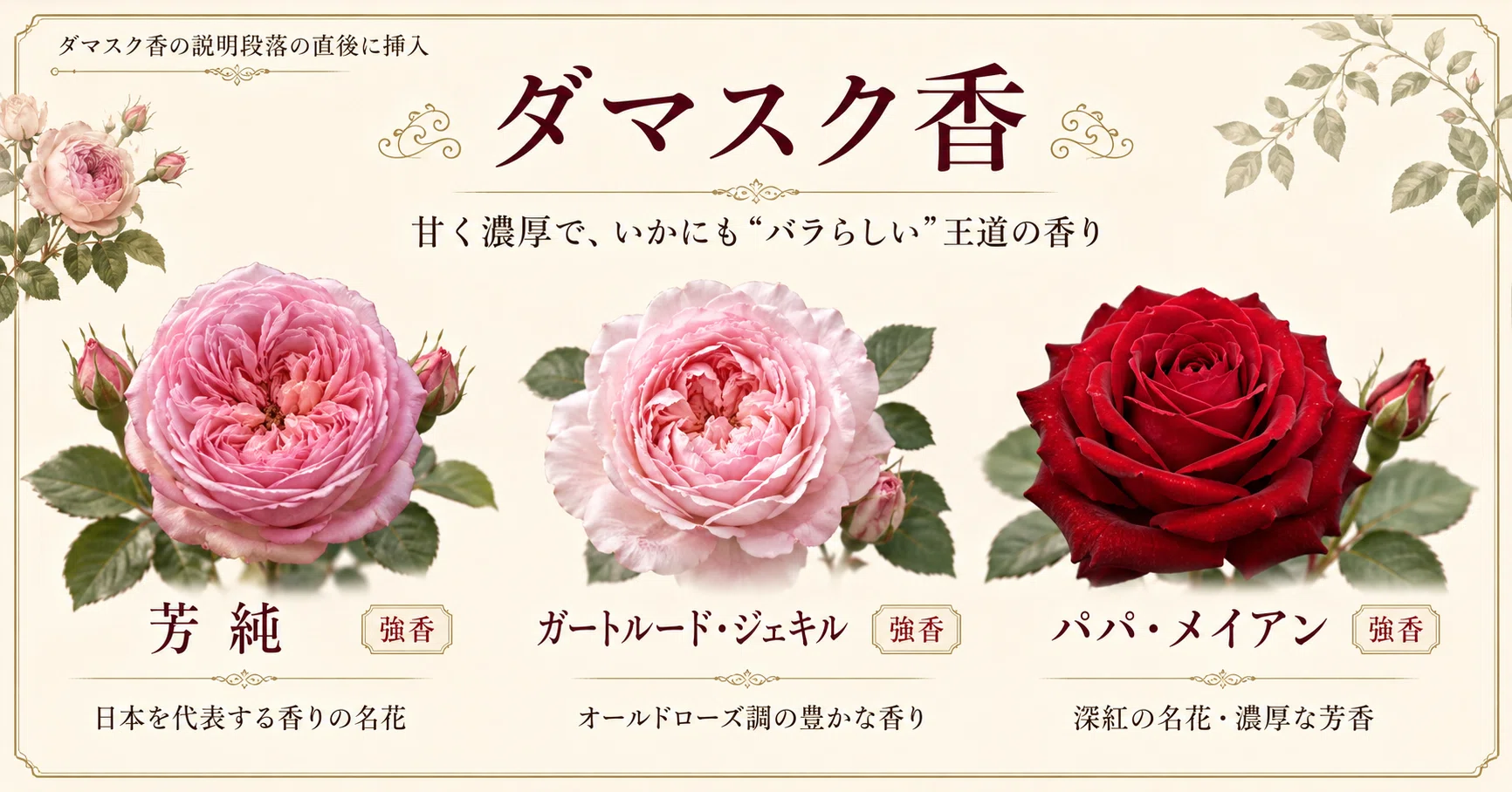 希少・イヴ切花種・清楚な香りバラ＊イヴシャンテマリー接ぎ木新苗＊蕾付