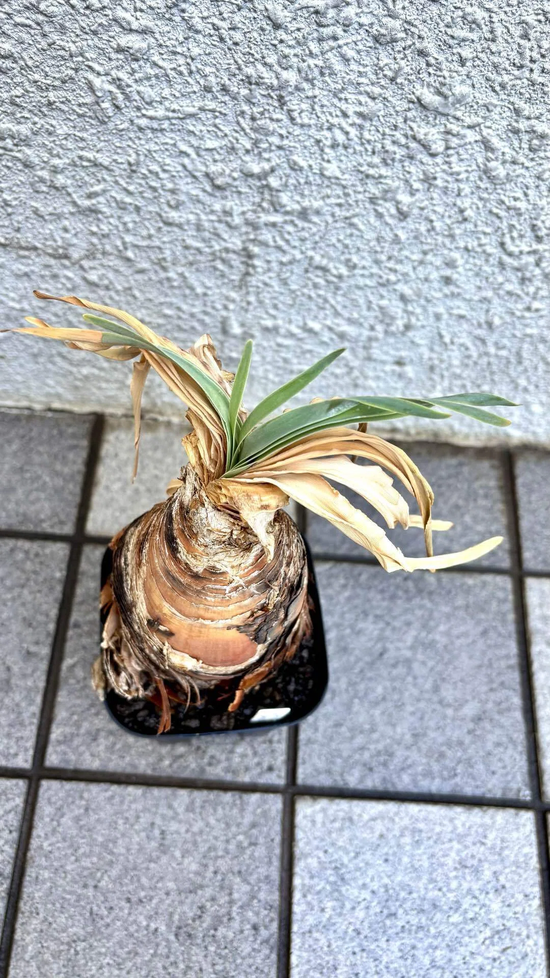 ブーファン|ディスティチャ|🧅｜cova 塊根植物に沼った美容師の独り言
