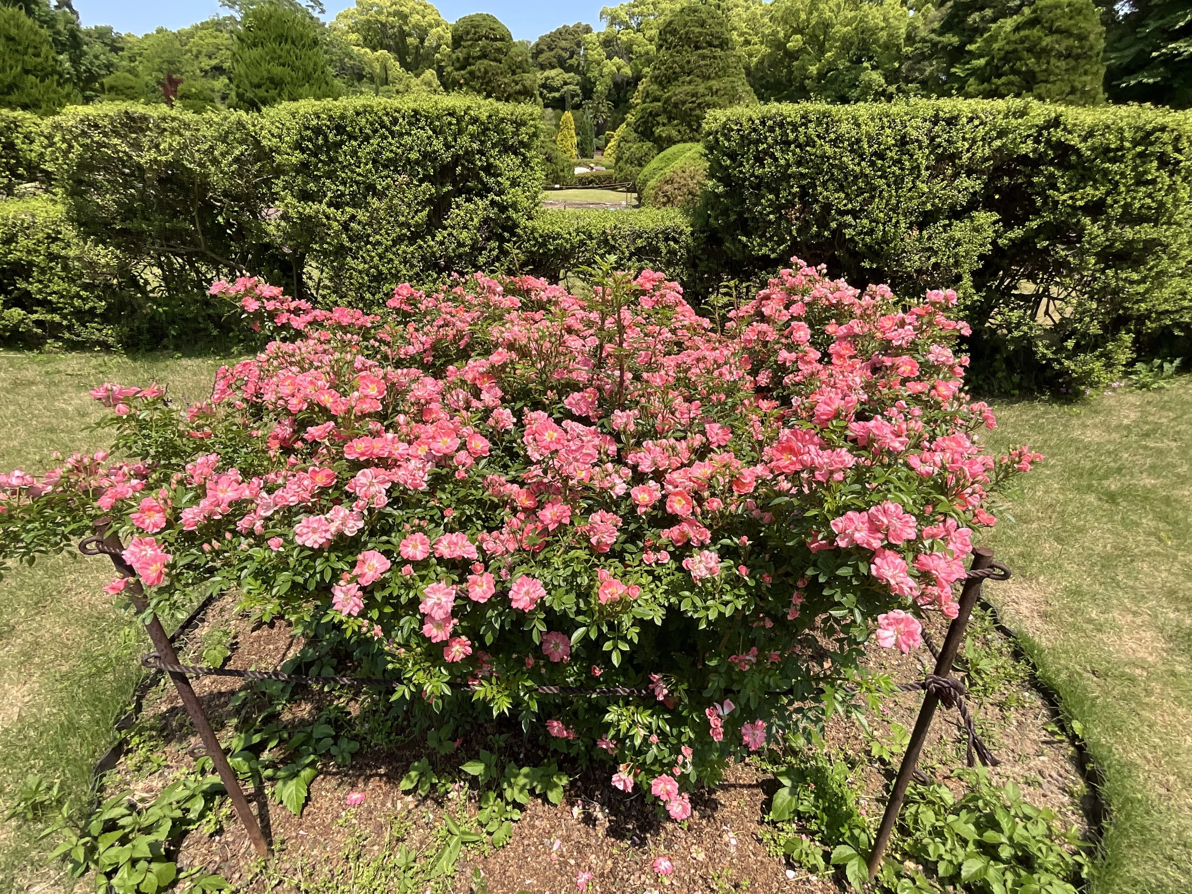 花見川（京都府立植物園）：2026年5月16日（土）｜藤井秀昭（『京都