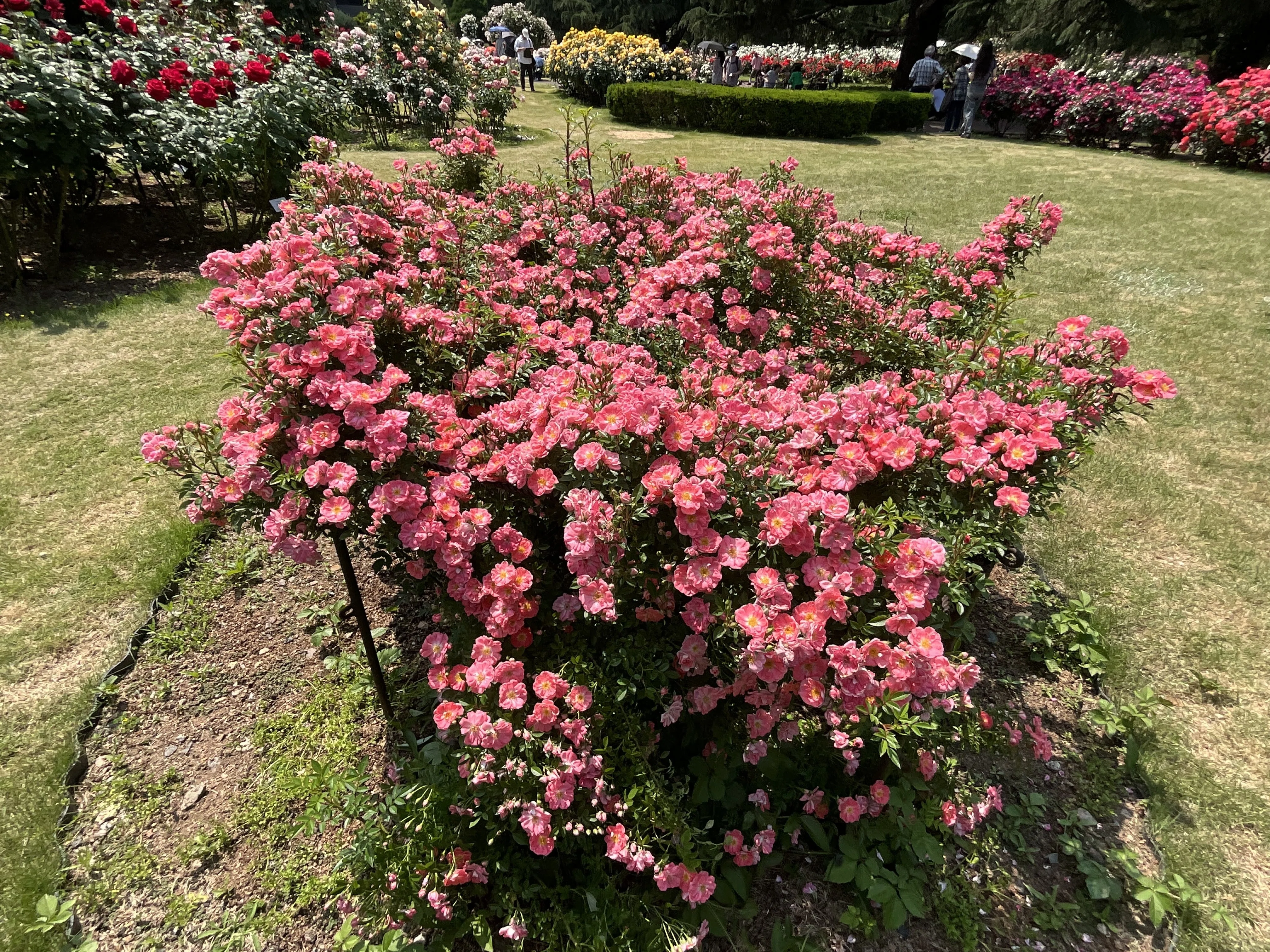 花見川（京都府立植物園）：2026年5月16日（土）｜藤井秀昭（『京都