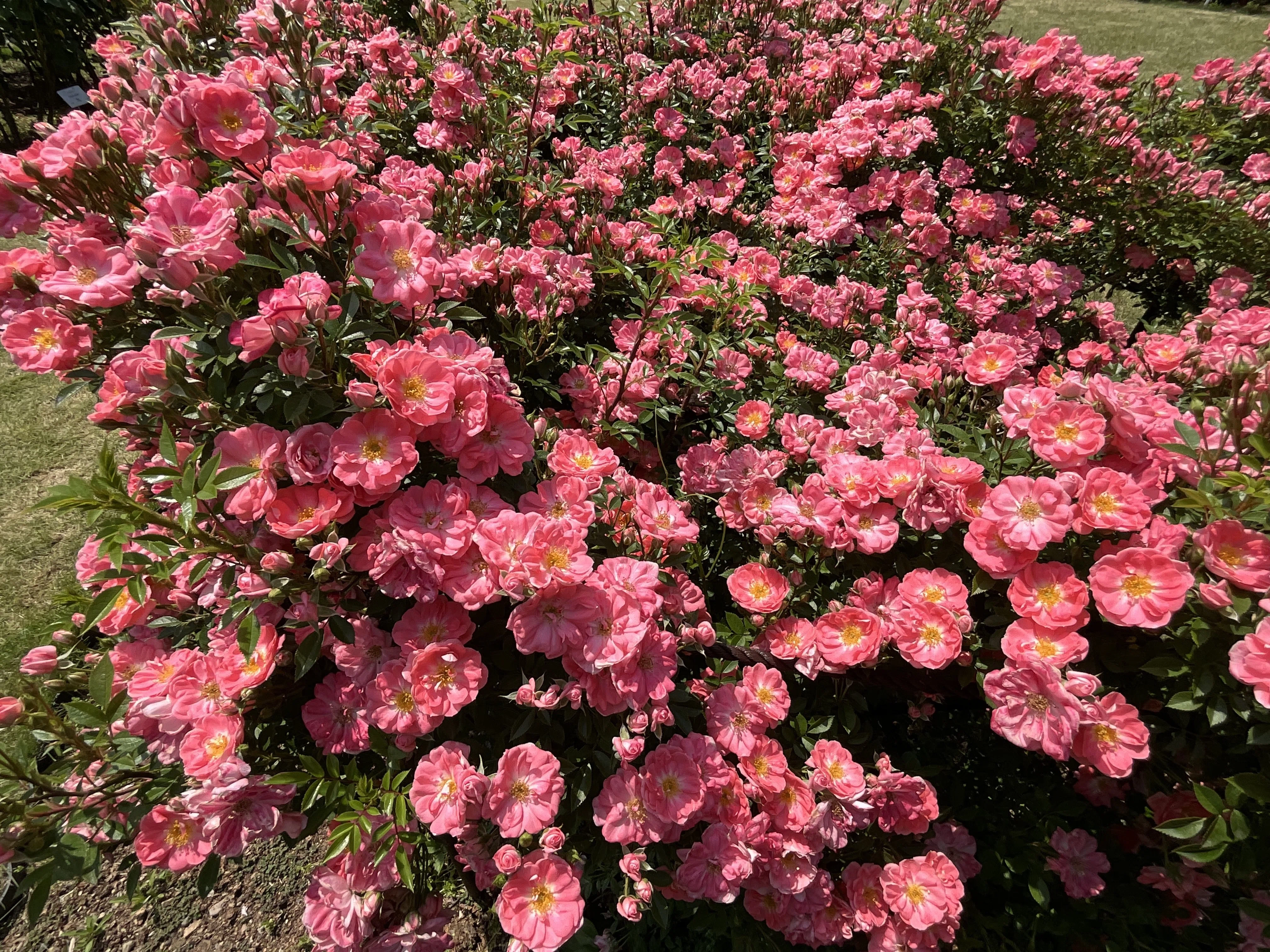 花見川（京都府立植物園）：2026年5月16日（土）｜藤井秀昭（『京都