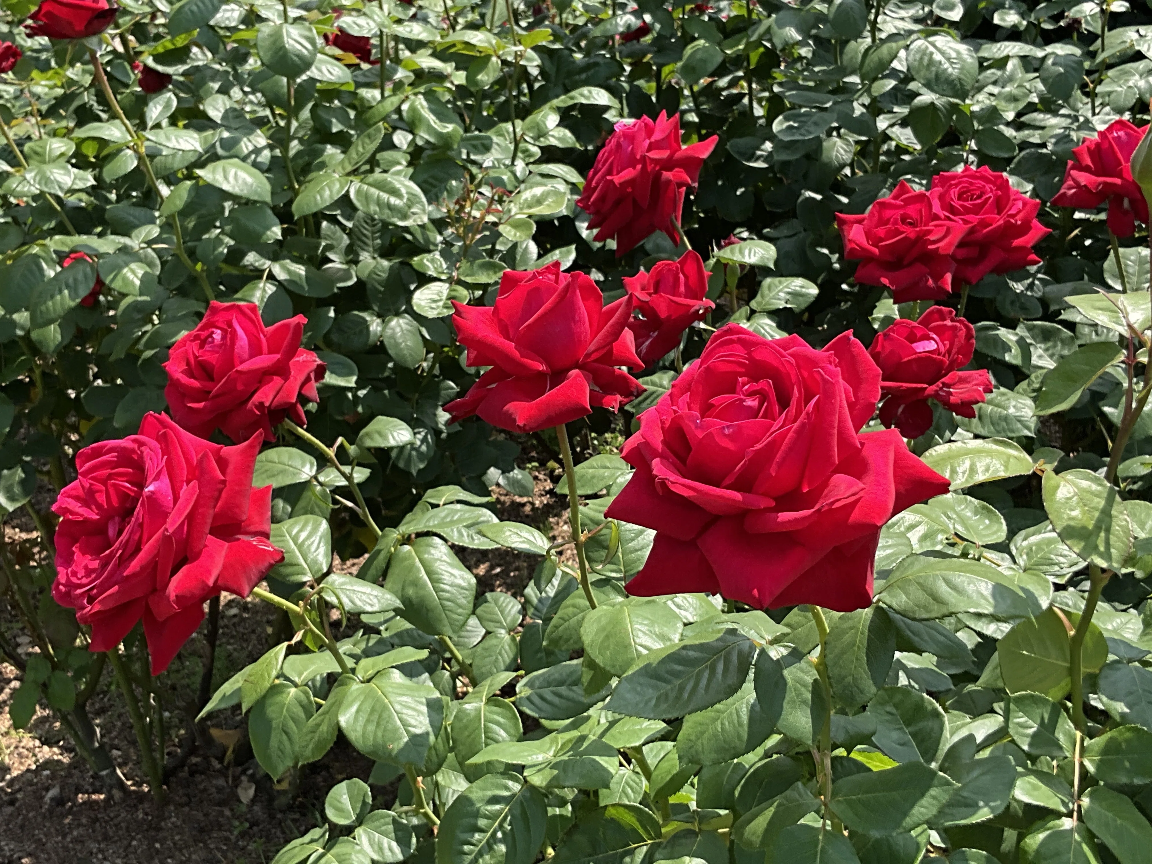ブルグンド'81（京都府立植物園）：2026年5月16日（土）｜藤井秀昭