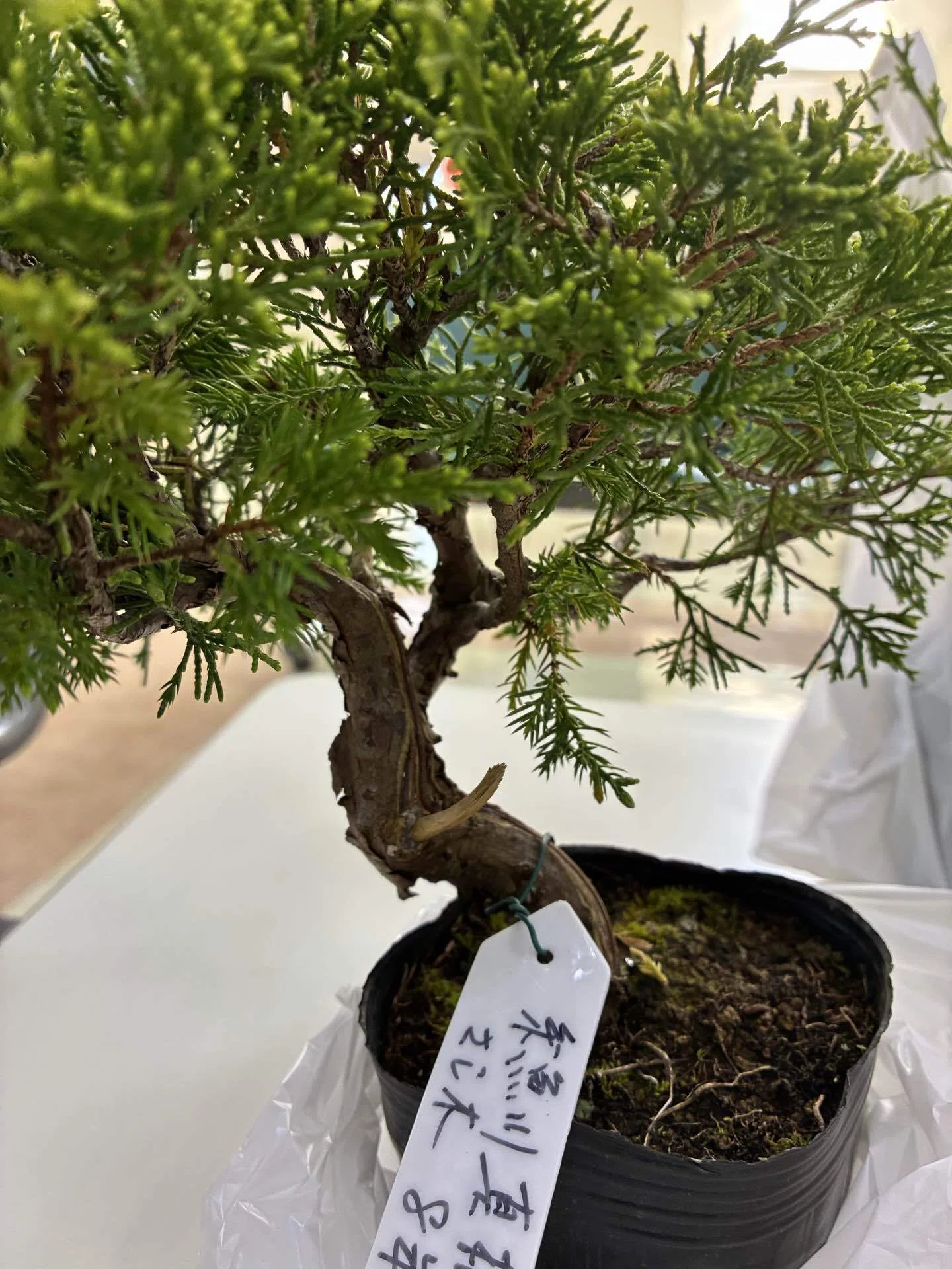 盆栽記 #12】孫が蒔いた種から36年。新潟・翠風展で出会った歴史と