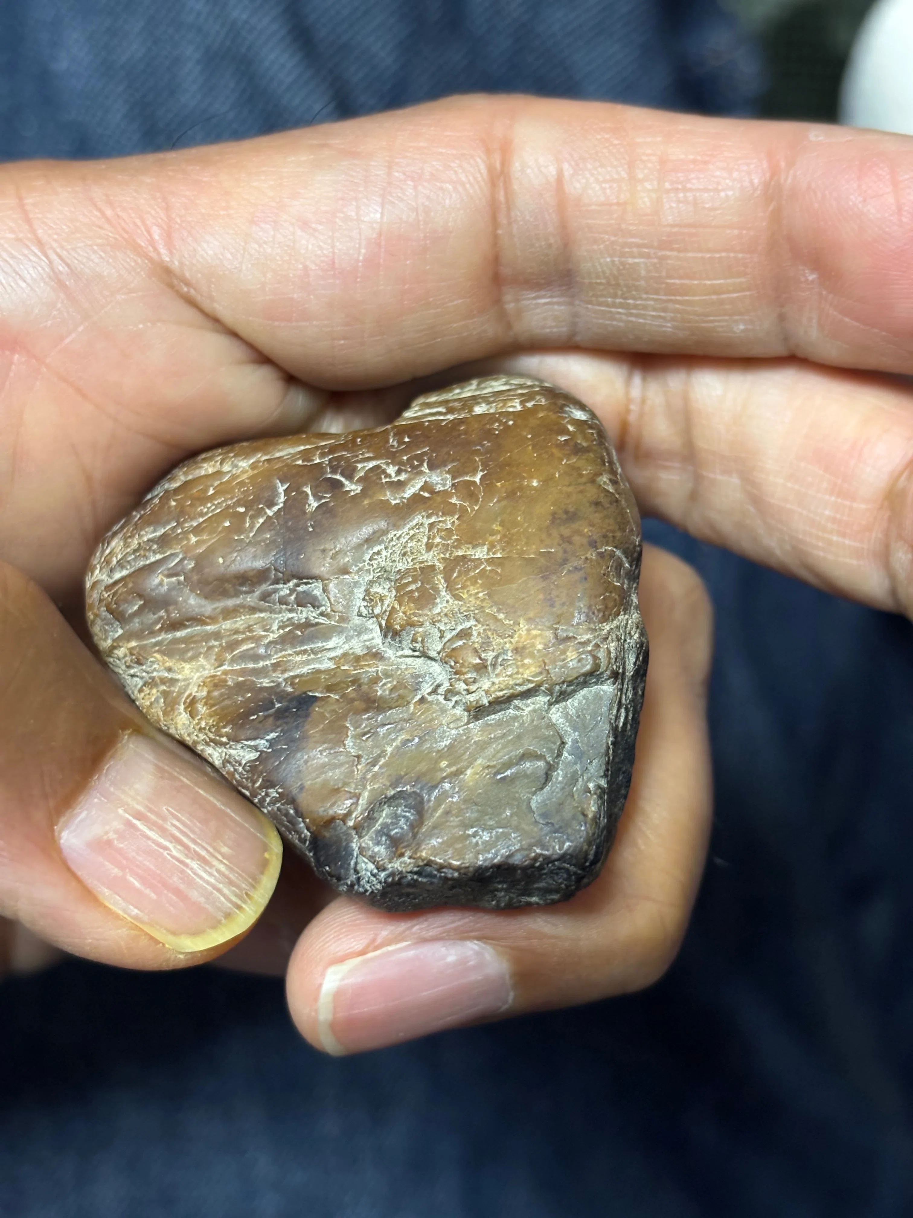I Went Looking for Petrified Wood｜jinetsuki