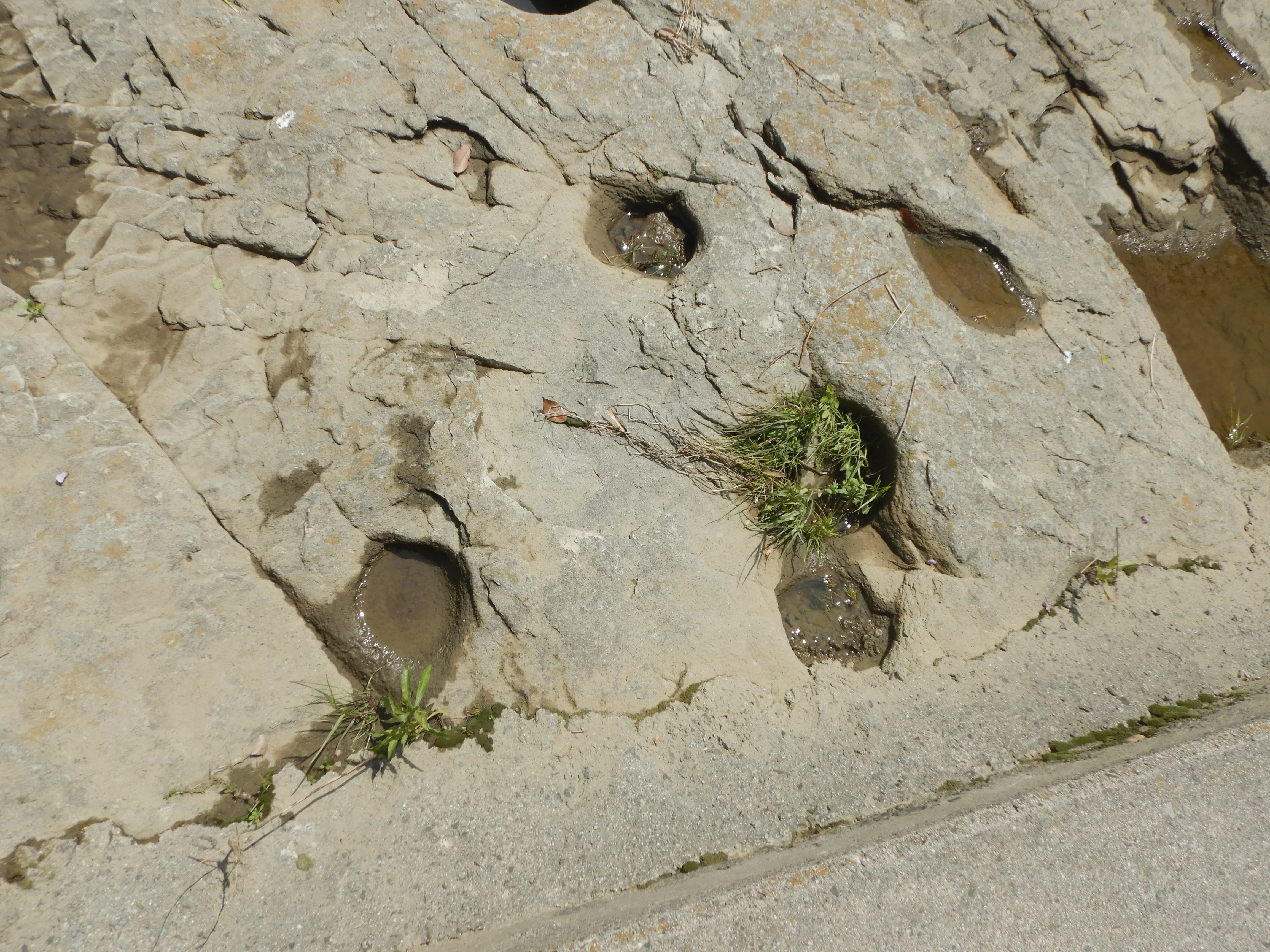 I Went Looking for Petrified Wood｜jinetsuki