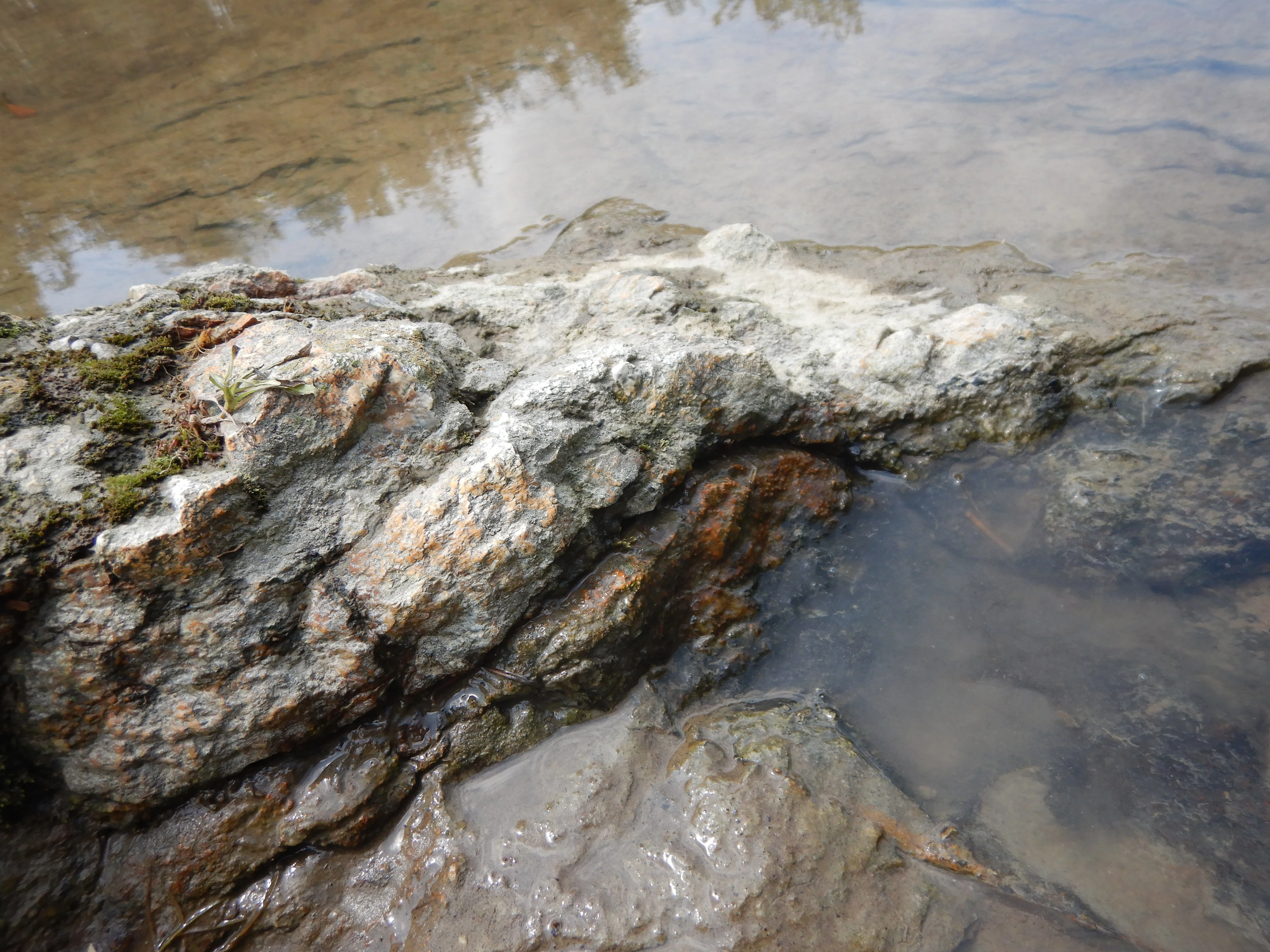 I Went Looking for Petrified Wood｜jinetsuki