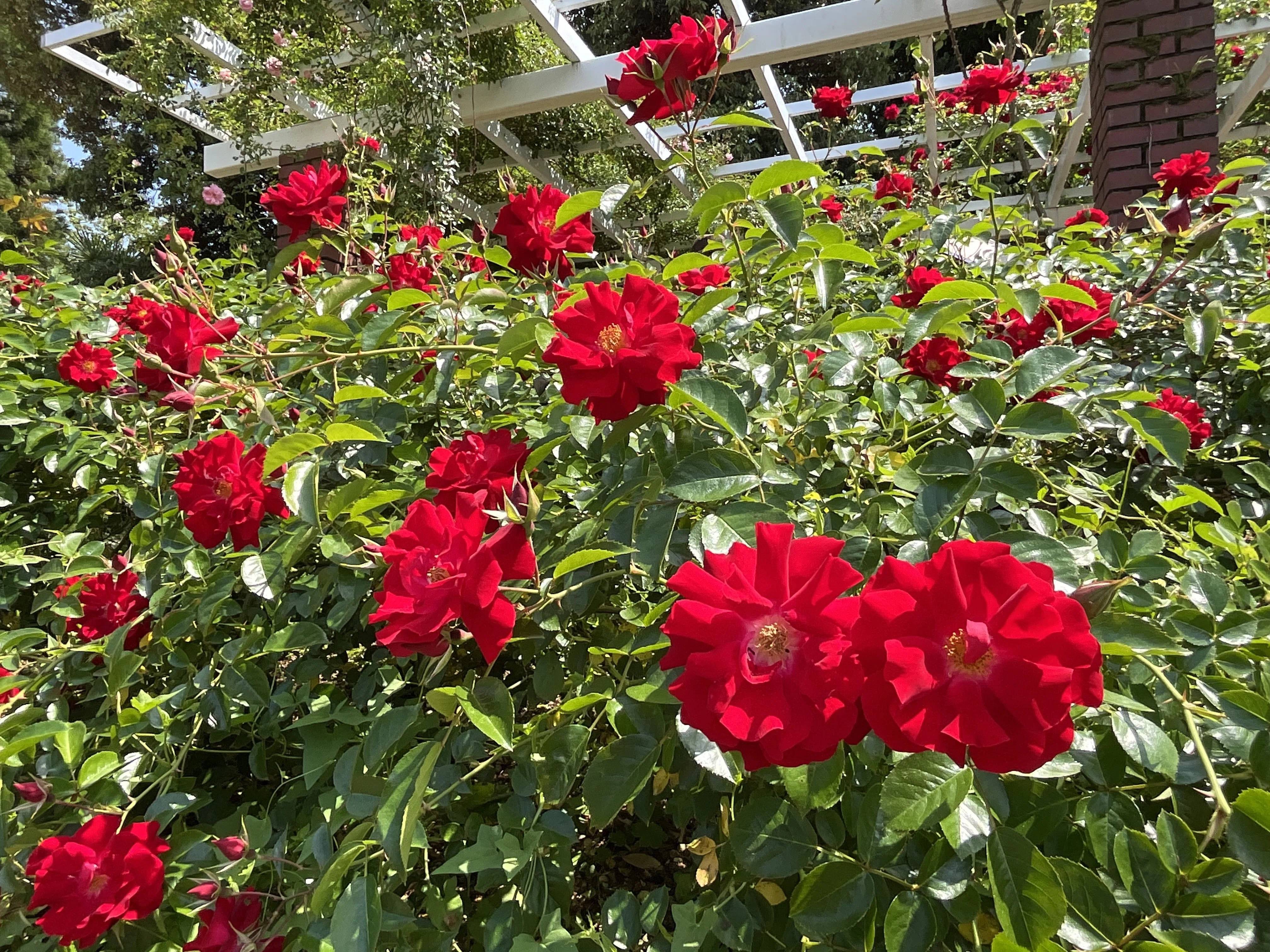 マイナーフェアー（京都府立植物園）：2026年5月16日（土）｜藤井秀昭