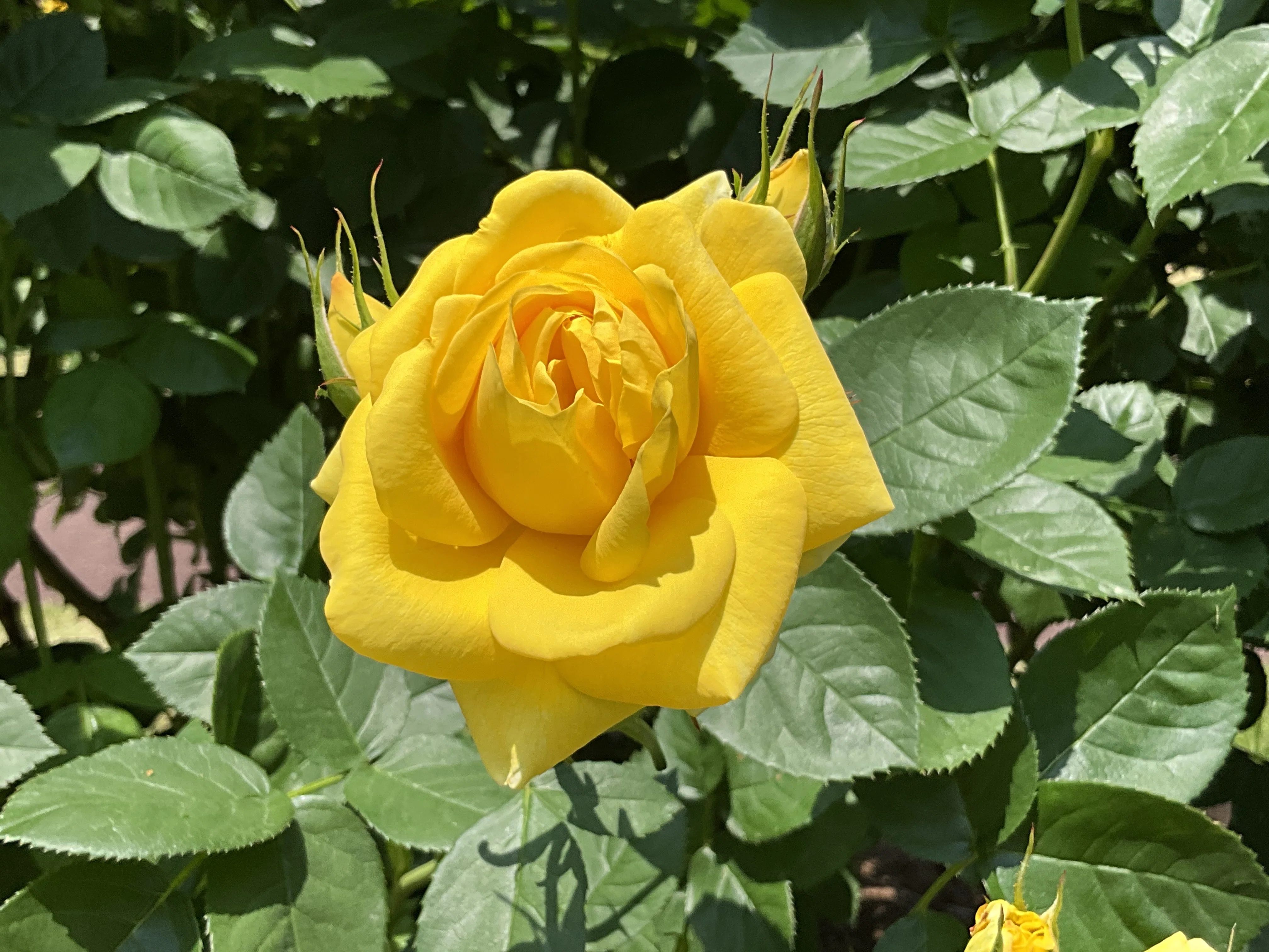 伊豆の踊子（京都府立植物園）：2026年5月16日（土）｜藤井秀昭