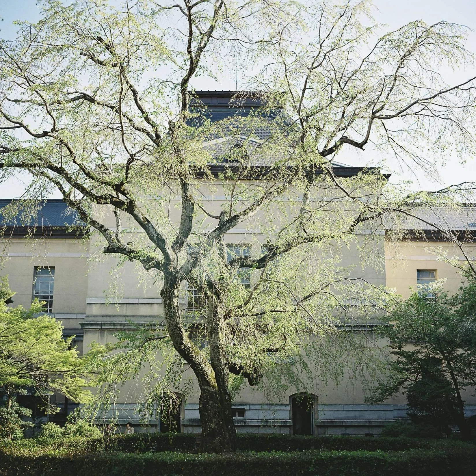 Minolta AUTOCORDと散歩3【二眼レフ】【中判フィルム】｜yugesun