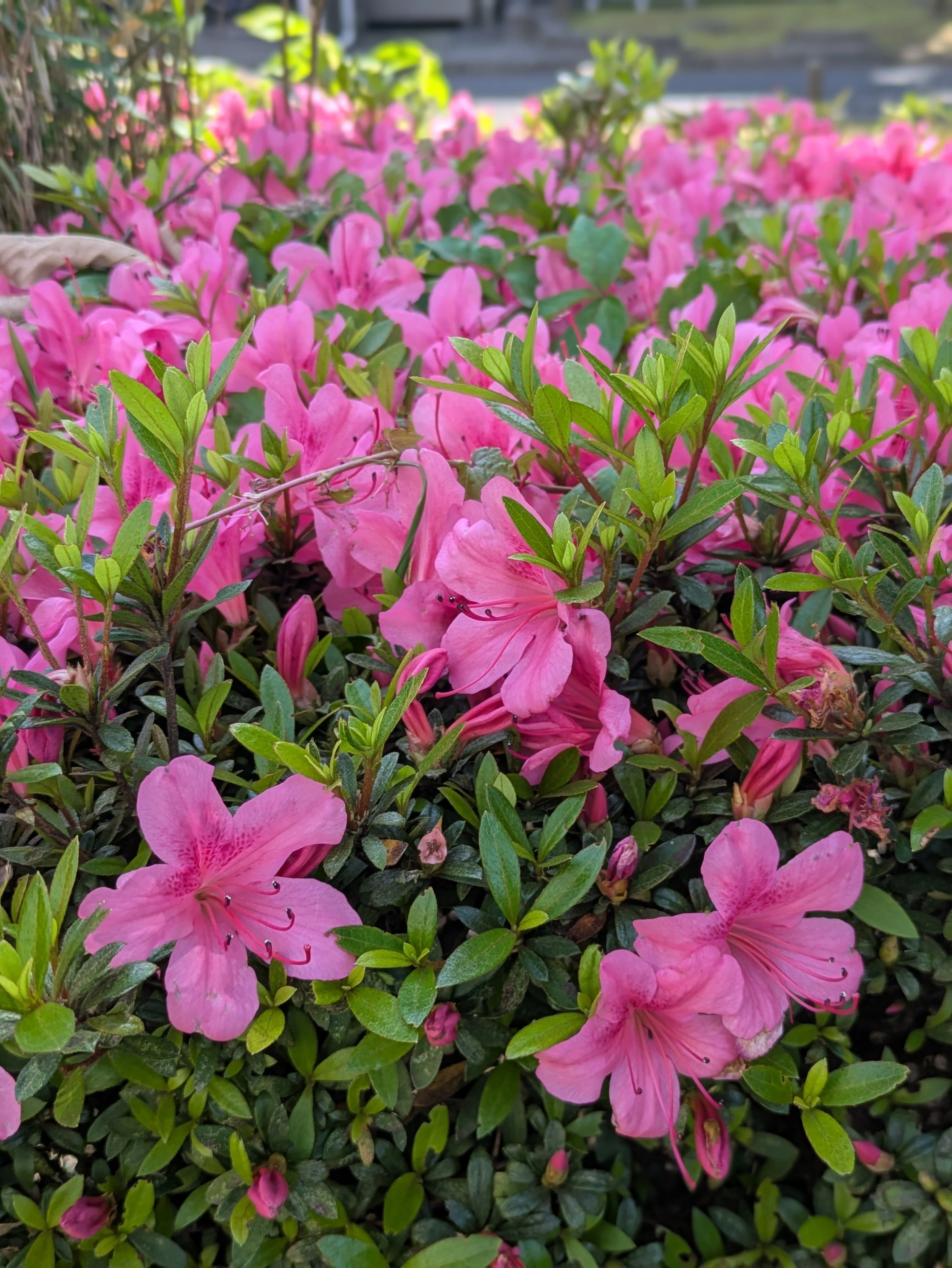 【希少】D21 利尻岳赤花エゾニシキ花ツキ 皐月に咲くサツキ｜キッシー🔑心のかぎばあさん