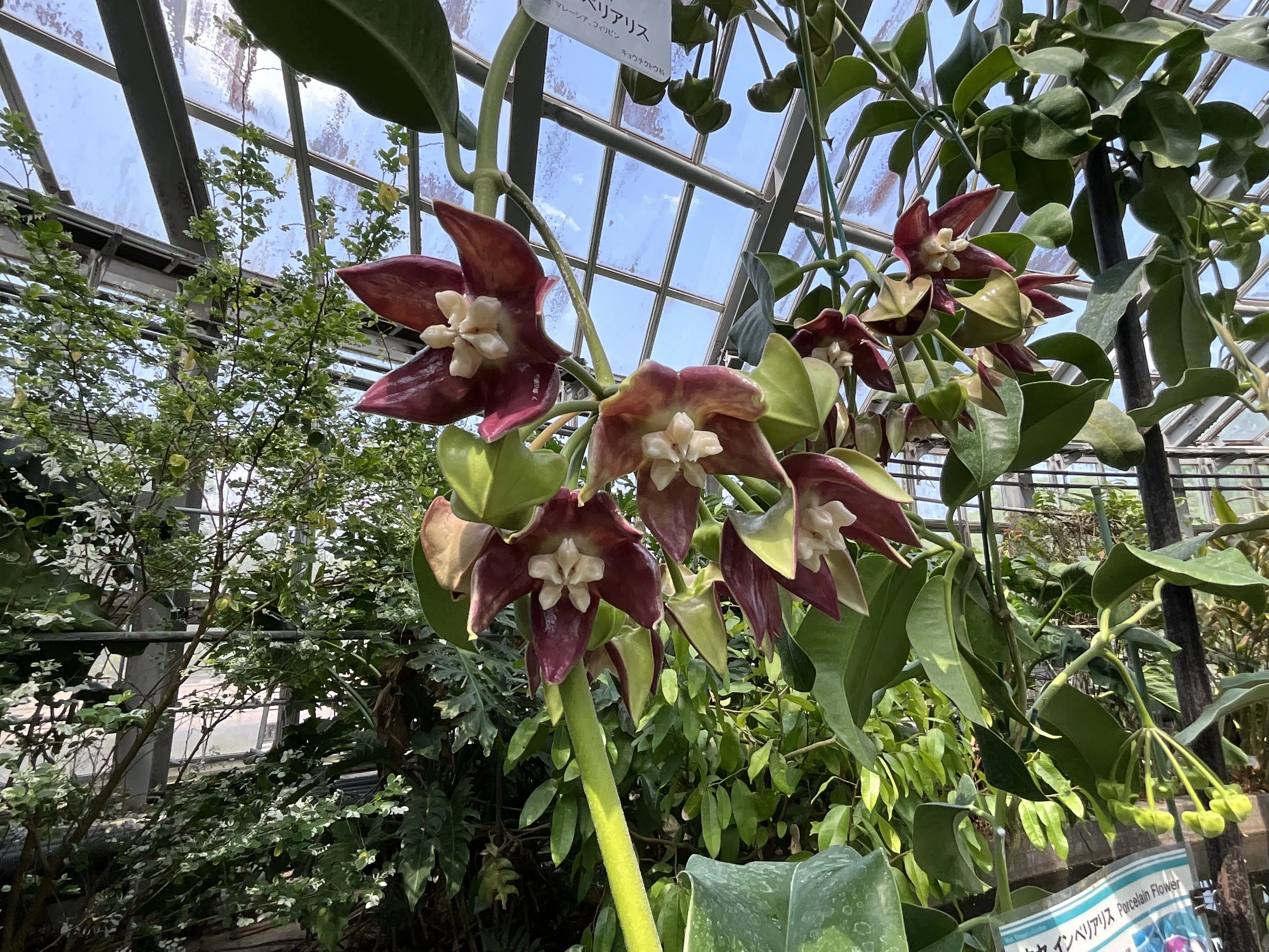 ホヤ・インペリアリス（京都府立植物園）：2026年5月17日（日）｜藤井