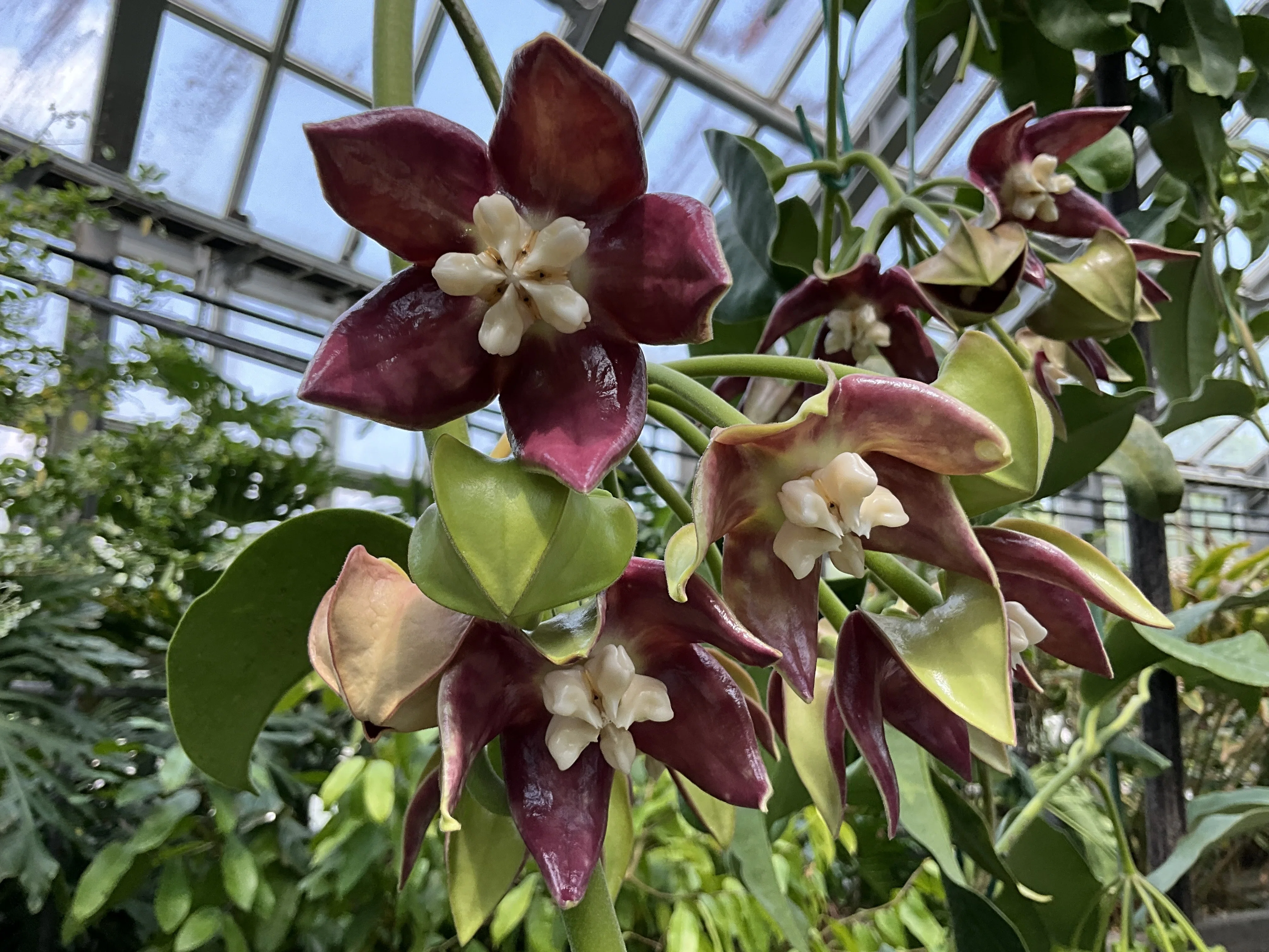 ホヤ・インペリアリス（京都府立植物園）：2026年5月17日（日）｜藤井