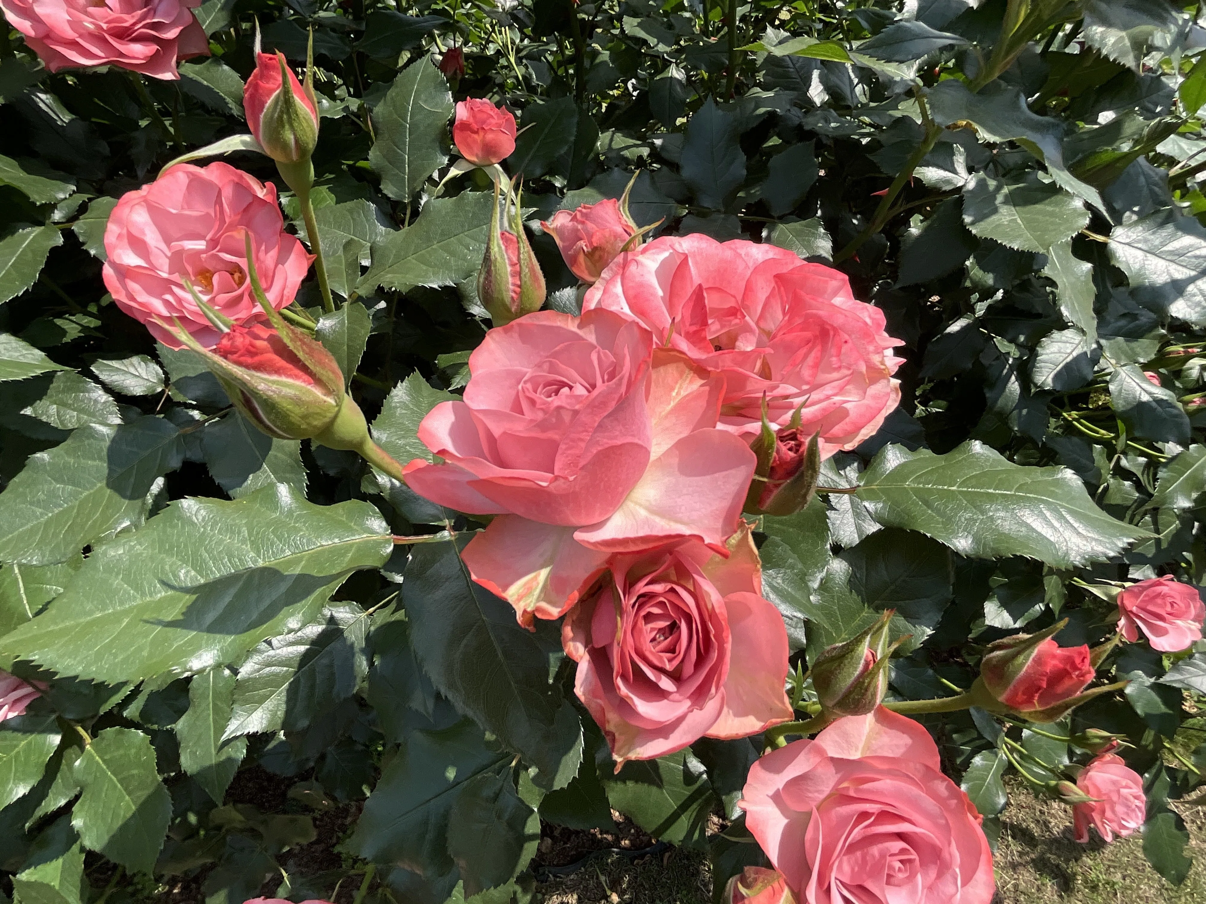 目録20世紀1901 ~1998年　バラ売りorおまとめ 浪漫（京都府立植物園）：2026年5月16日（土）｜藤井秀昭（『京都居候