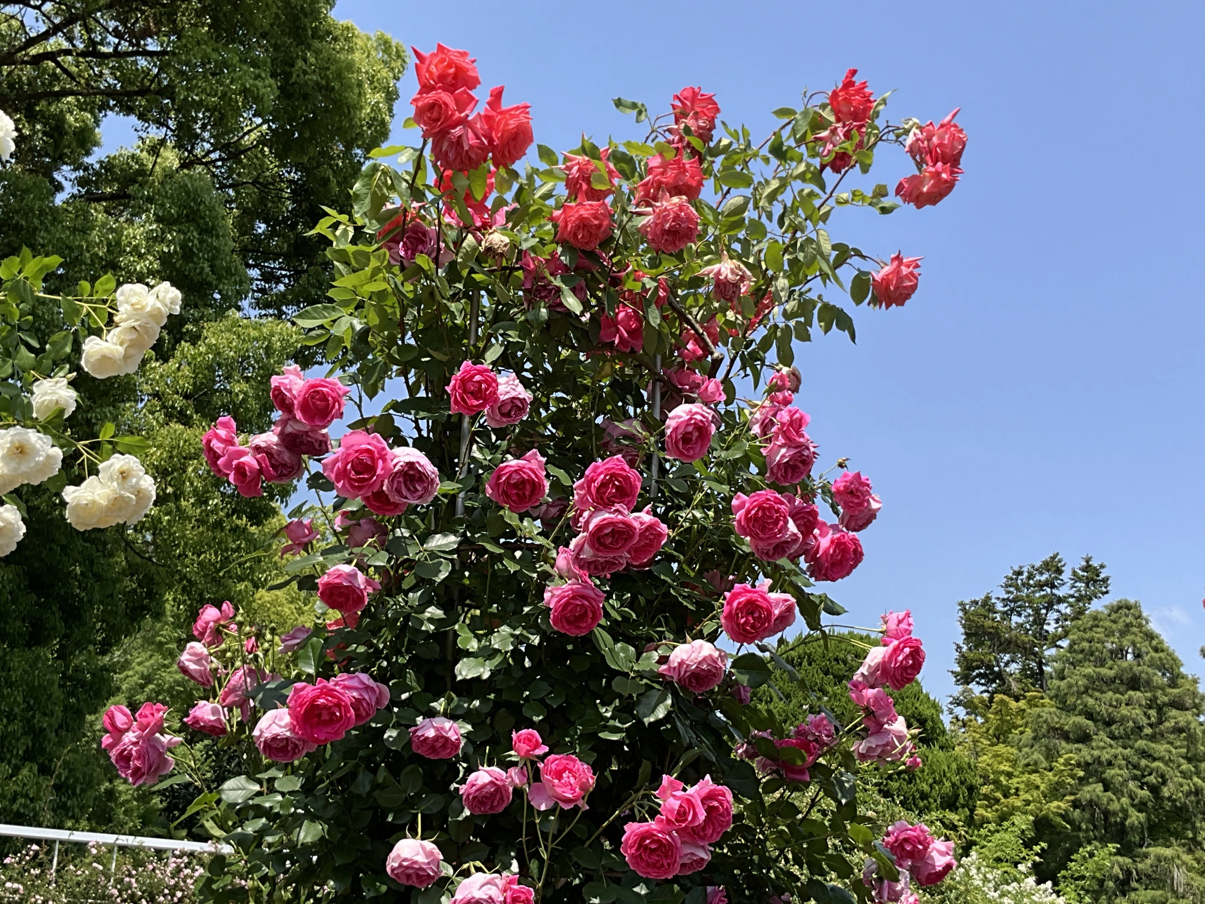 パレード(京都府立植物園):2026年5月16日(土)|藤井秀昭(『京都 パレード(京都府立植物園):2026年5月16日(土)|藤井秀昭(『京都