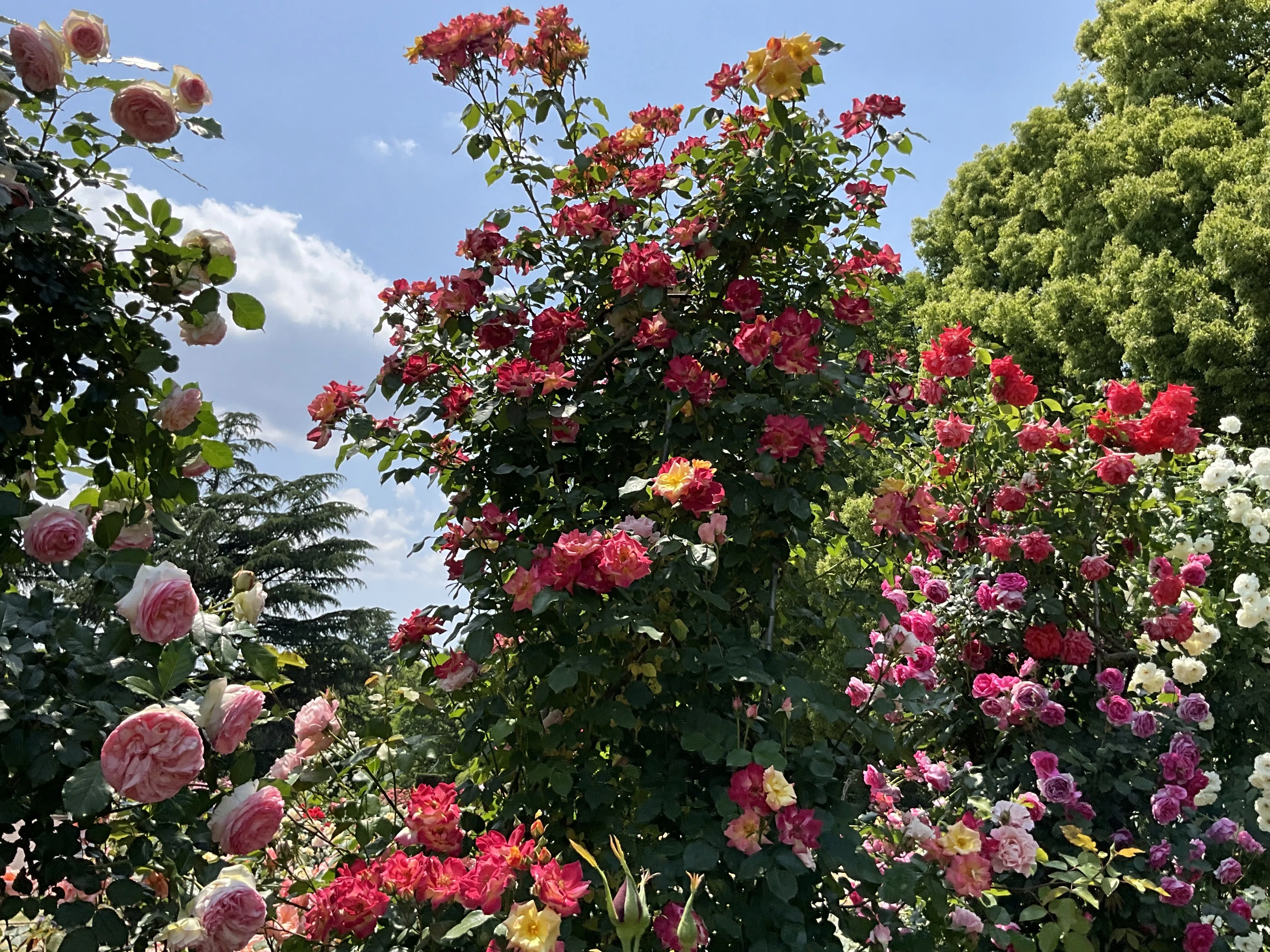 つるマスカレード（京都府立植物園）：2026年5月16日（土）｜藤井秀昭