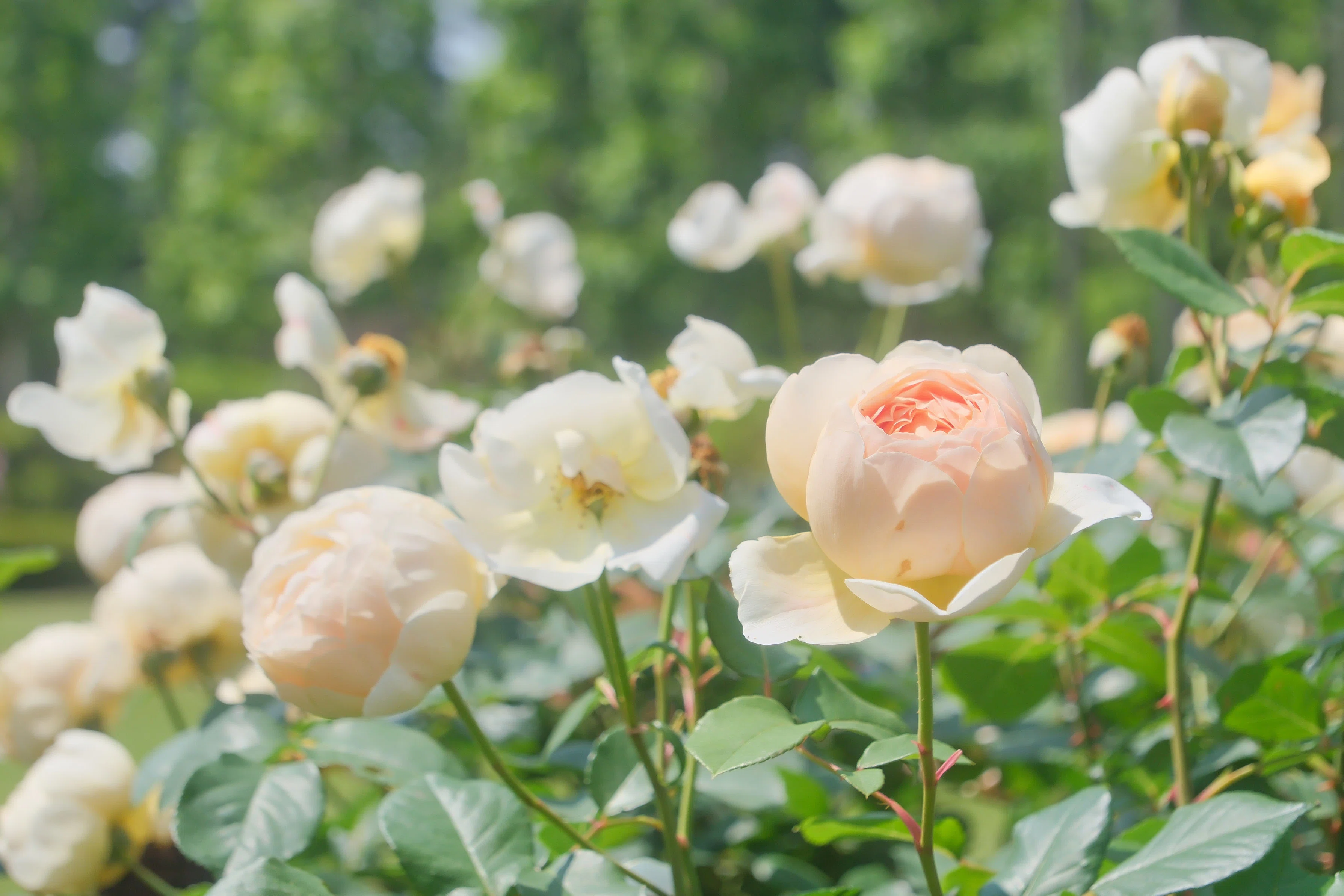 薔薇｜シェル