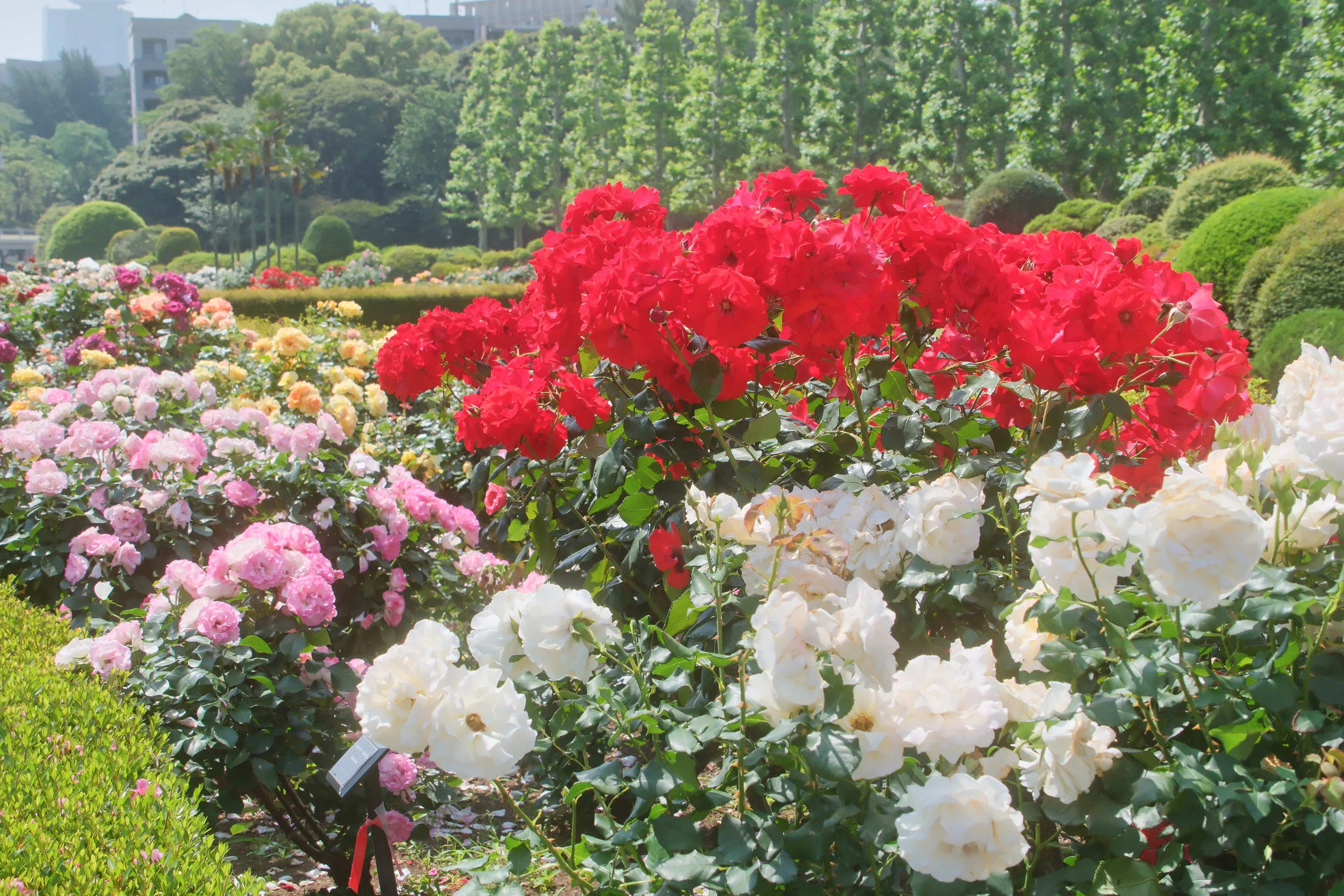 薔薇｜シェル