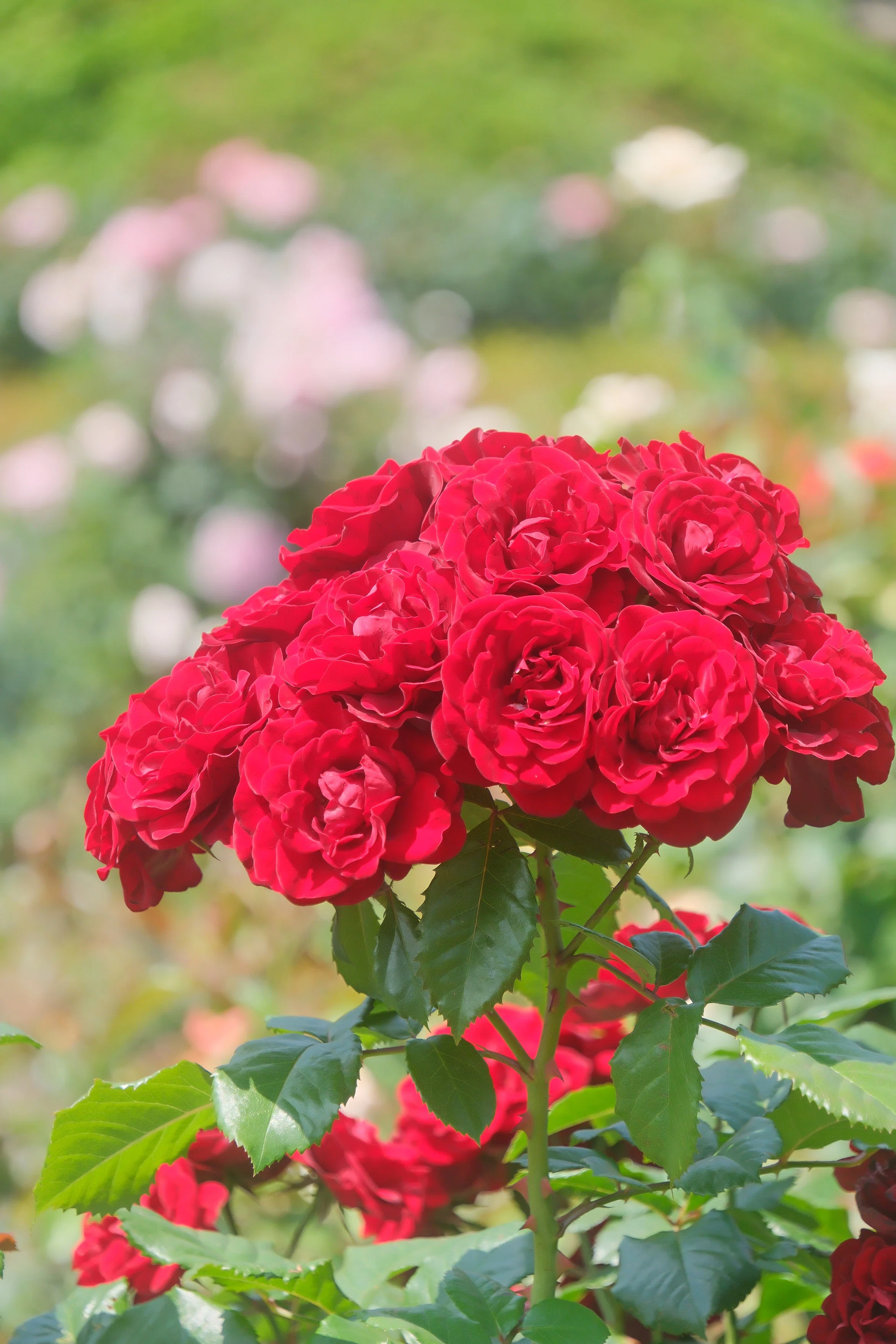 薔薇｜シェル