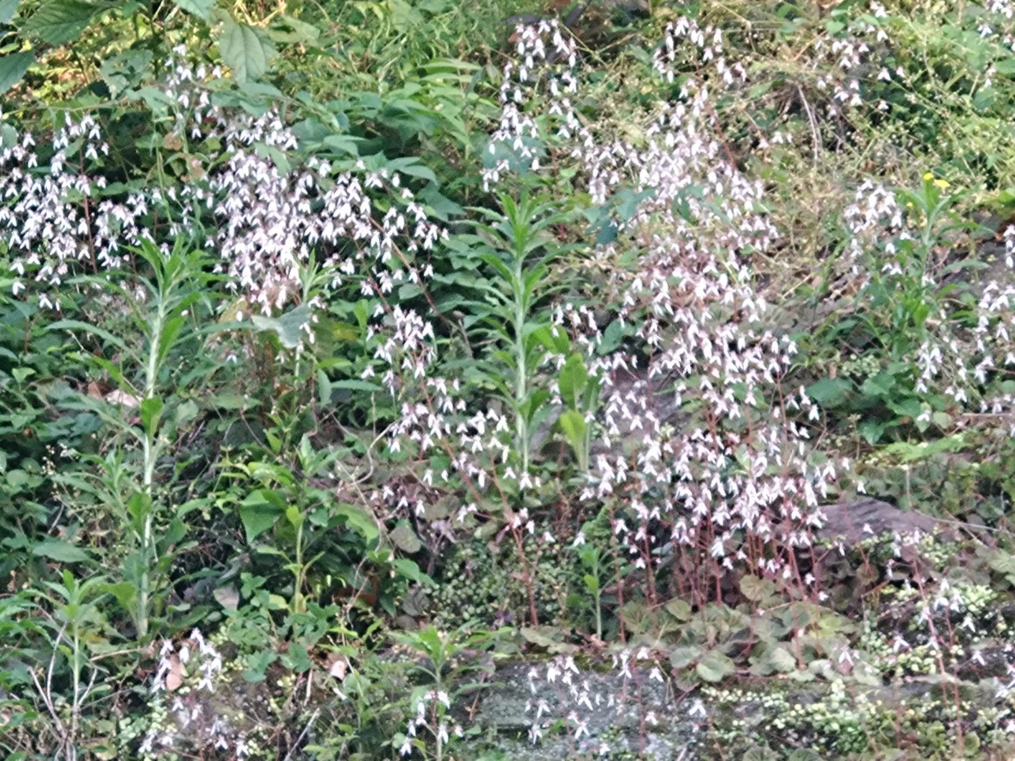 ユキノシタ改めガケノウエ｜こまクサ