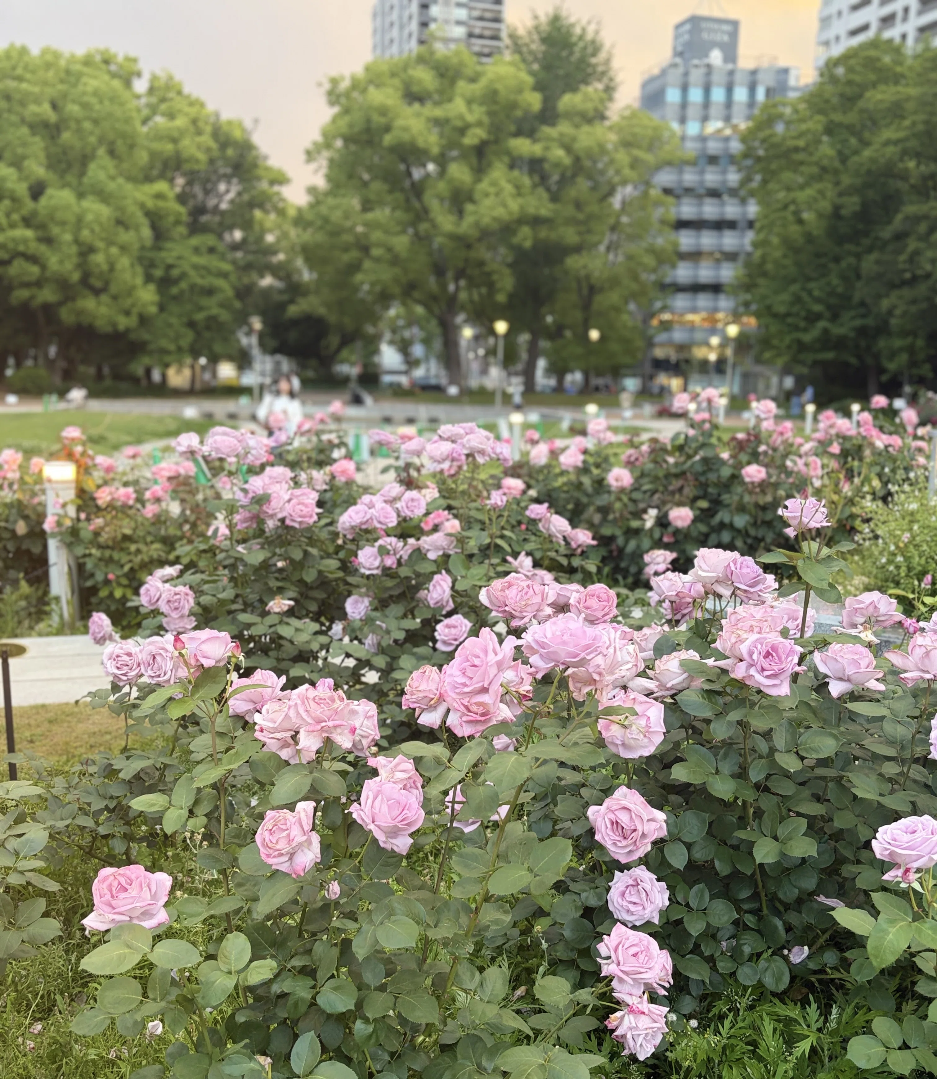 ありがとうスピッツ。そしてこれからも。｜こう