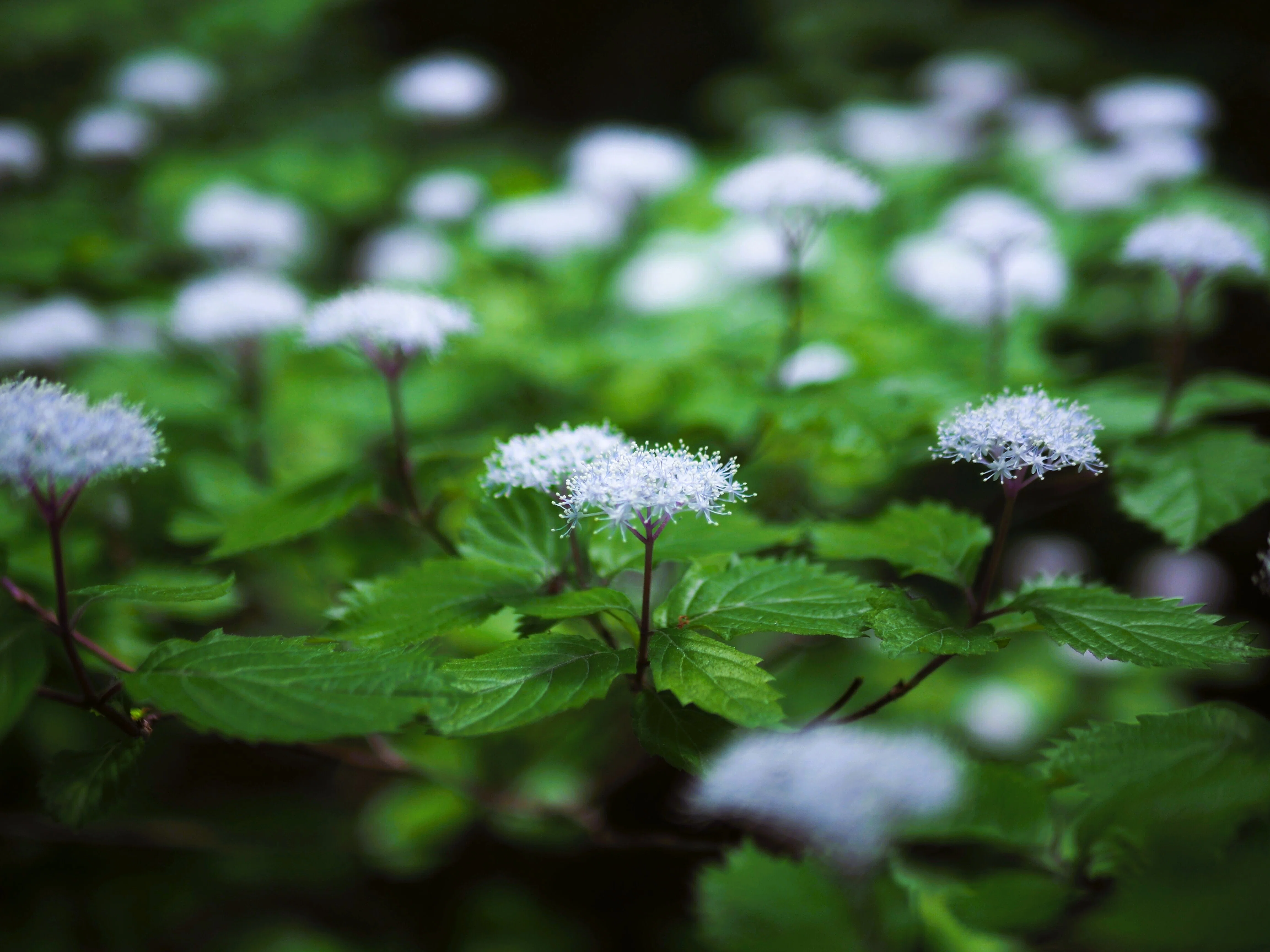 梅雨時期に思い出す、あの花の思い出｜末吉。
