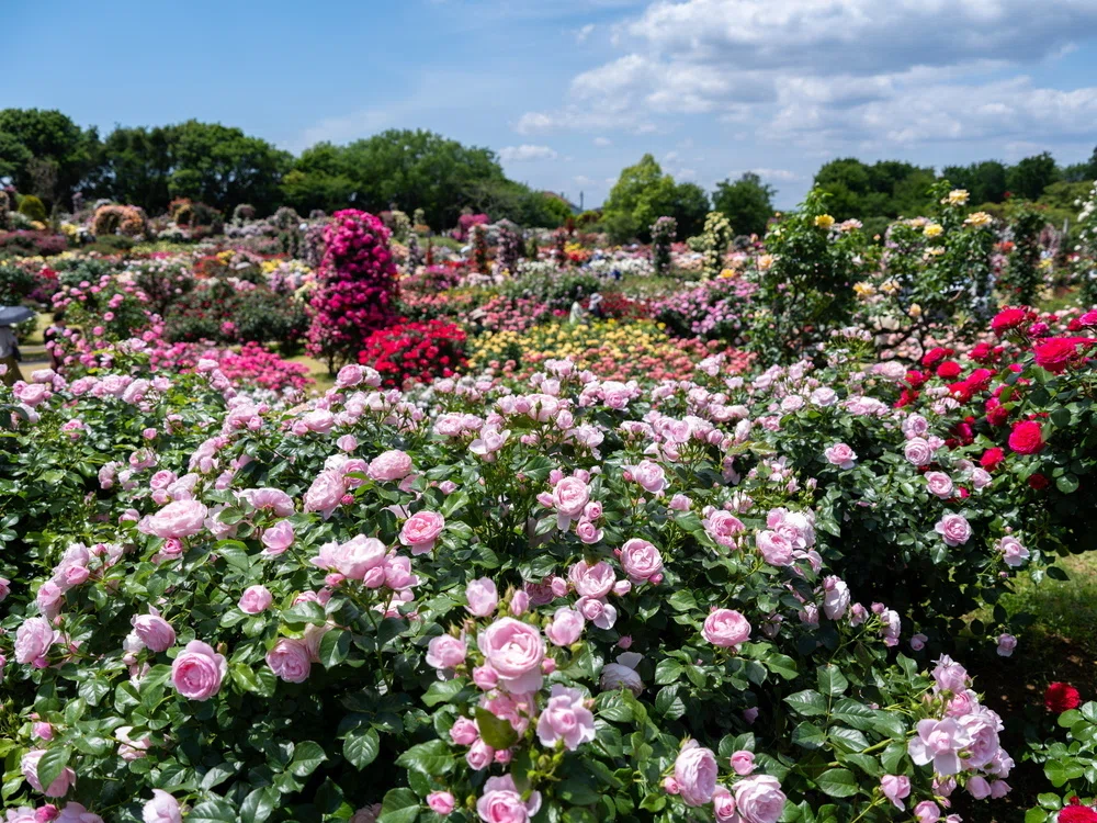 資生堂　バラ園　画像に写っている物で全てになります。 富士フイルム GFX100SIIと行く 京成バラ園｜カメラと写真日記