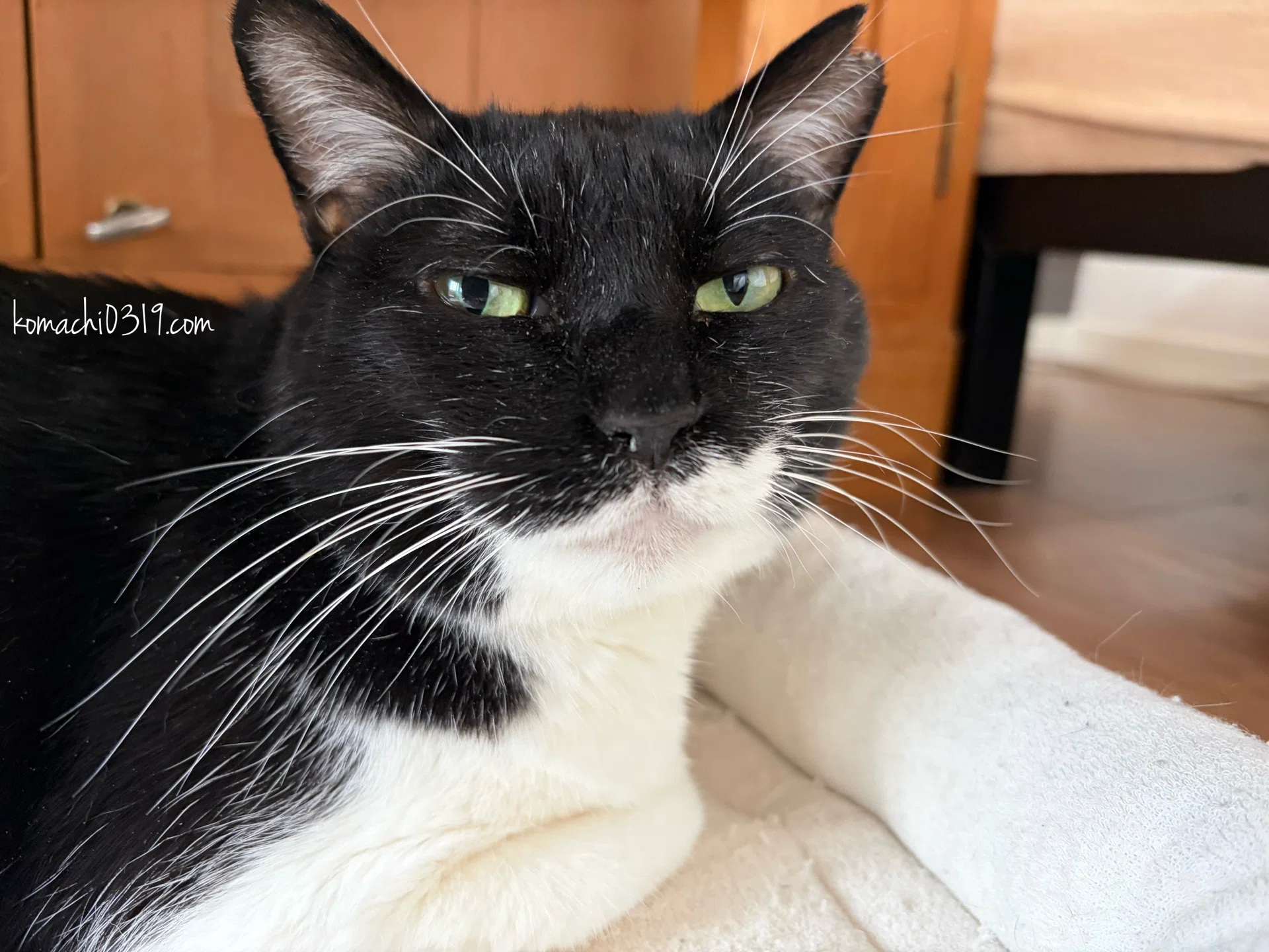 可愛い猫達 ニャンだきみは！？ ｜ ピノチオブランド ｜株式会社 アガツマ
