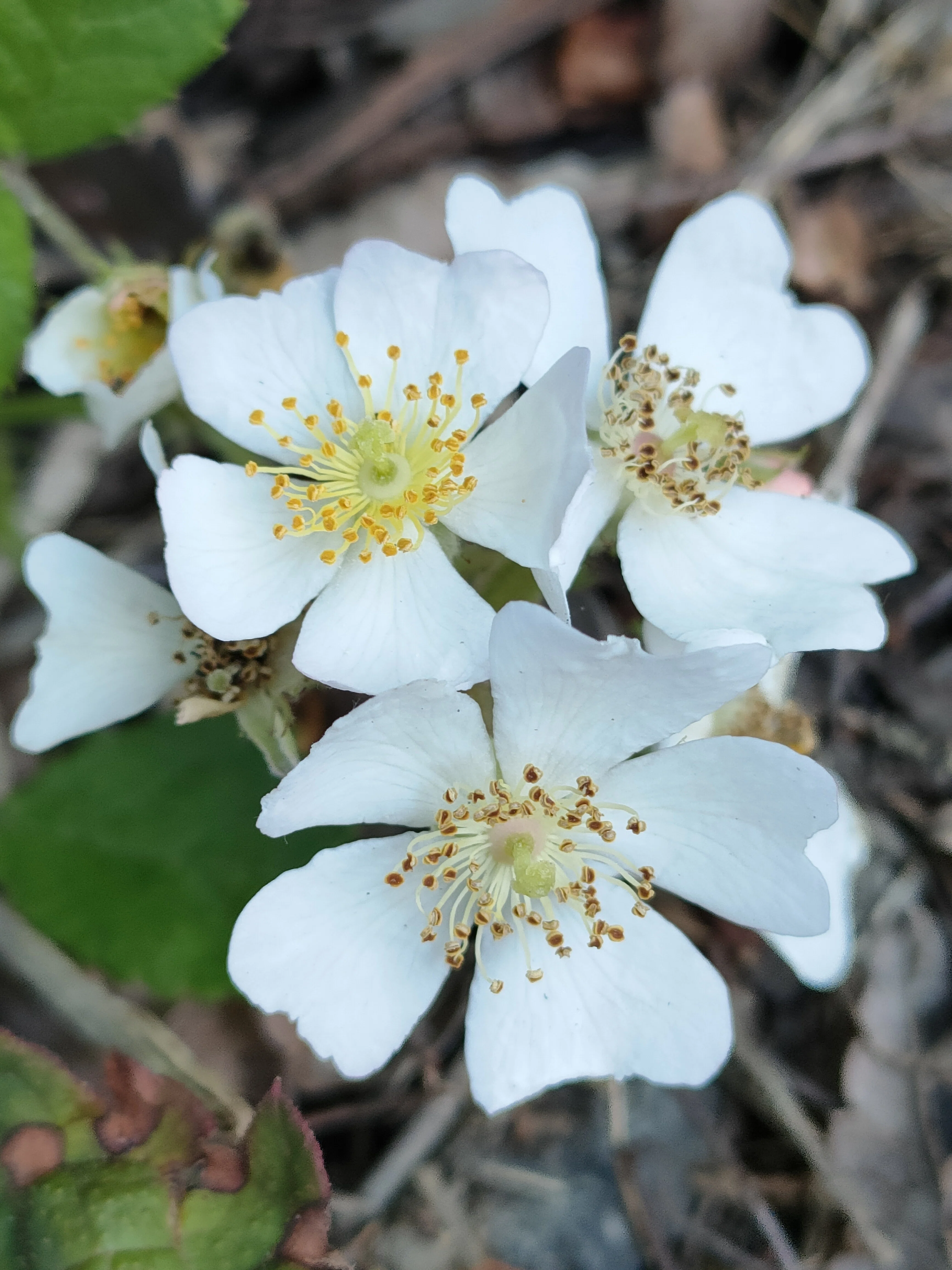 ノイバラの花｜月澄狸