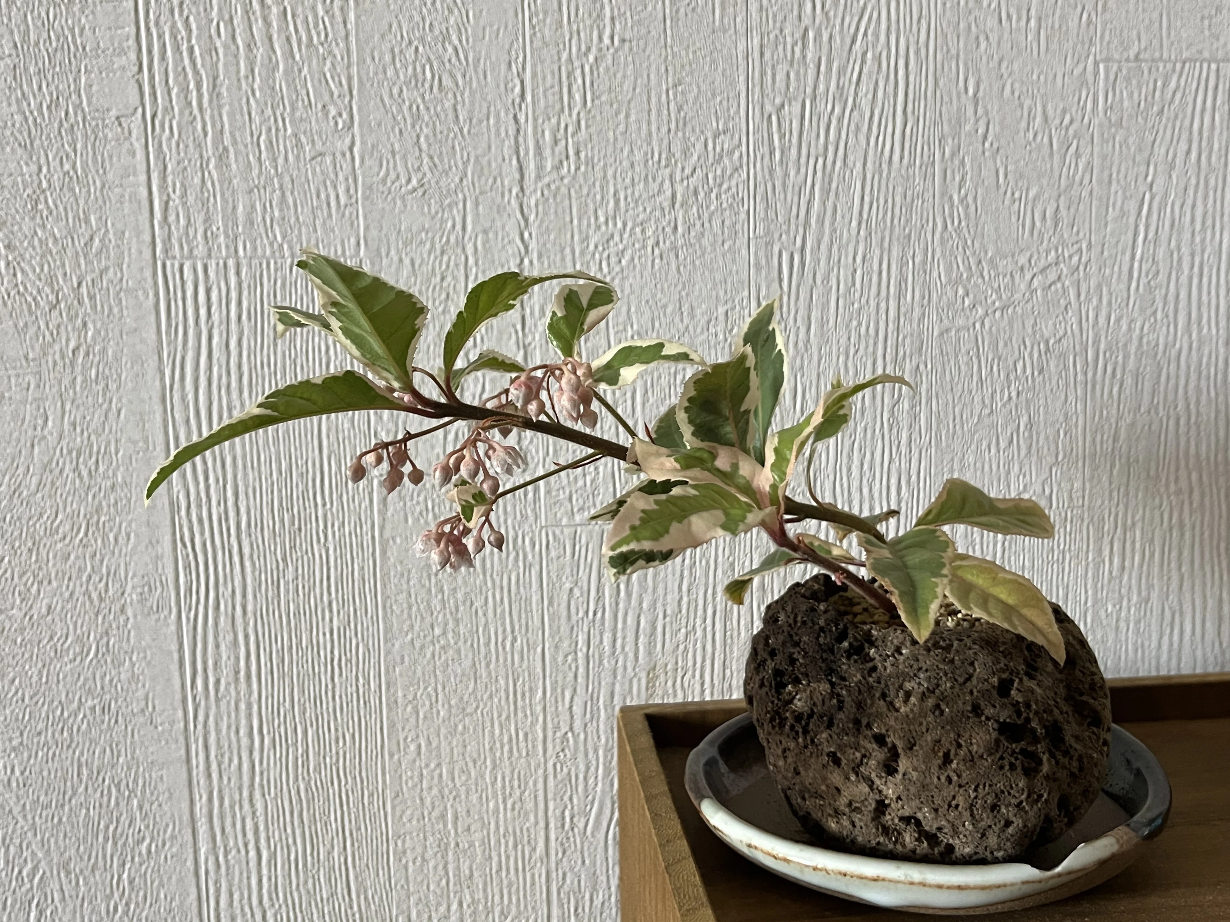 挿し木】バラとヤブコウジ（斑入り）の花が咲く｜シオ＠西向き部屋で