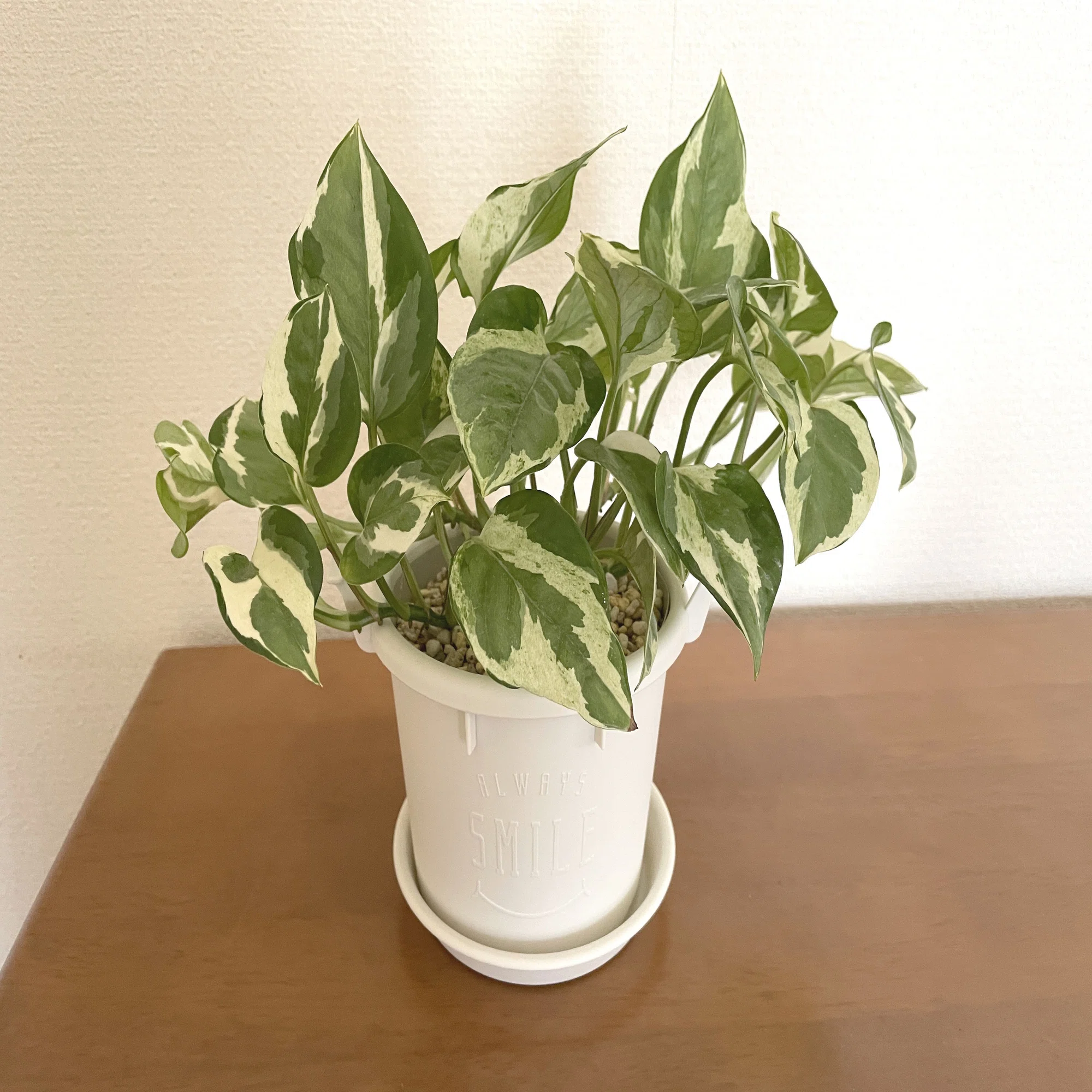 美しきポトス「ポトス エンジョイ」を植え替え｜葉山さびお｜3D 