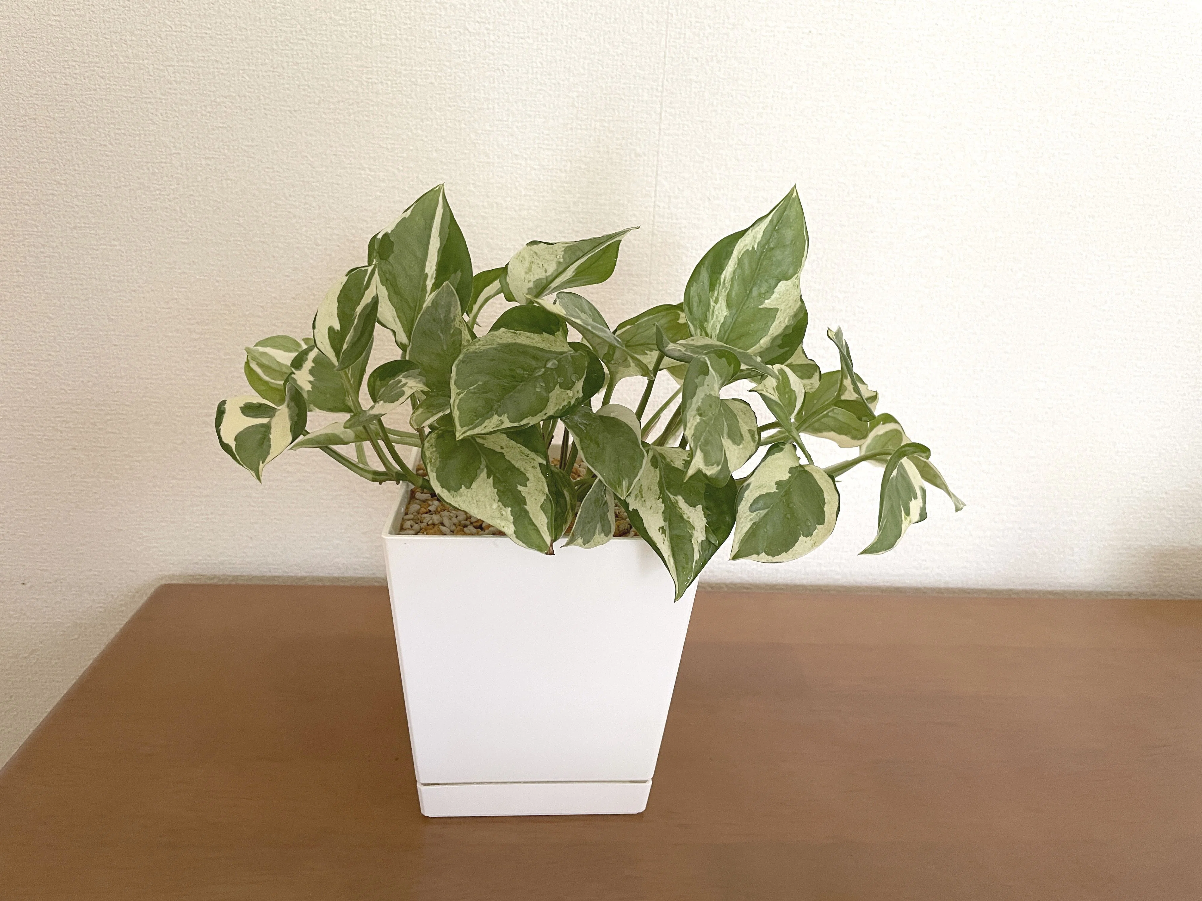 美しきポトス「ポトス エンジョイ」を植え替え｜葉山さびお｜3D