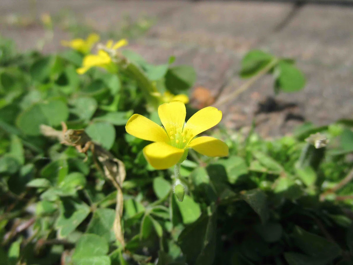 黄色い小さい花 かたばみ
