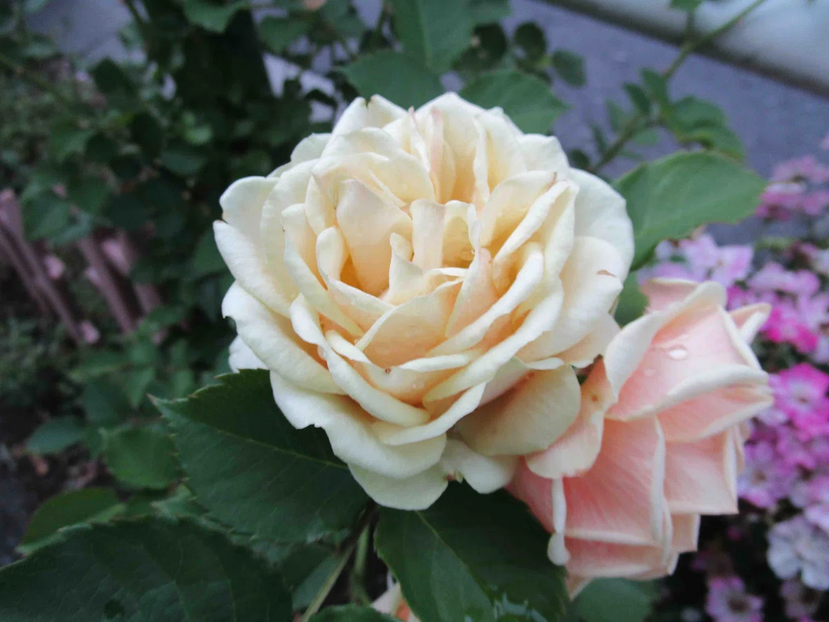 淡い薔薇